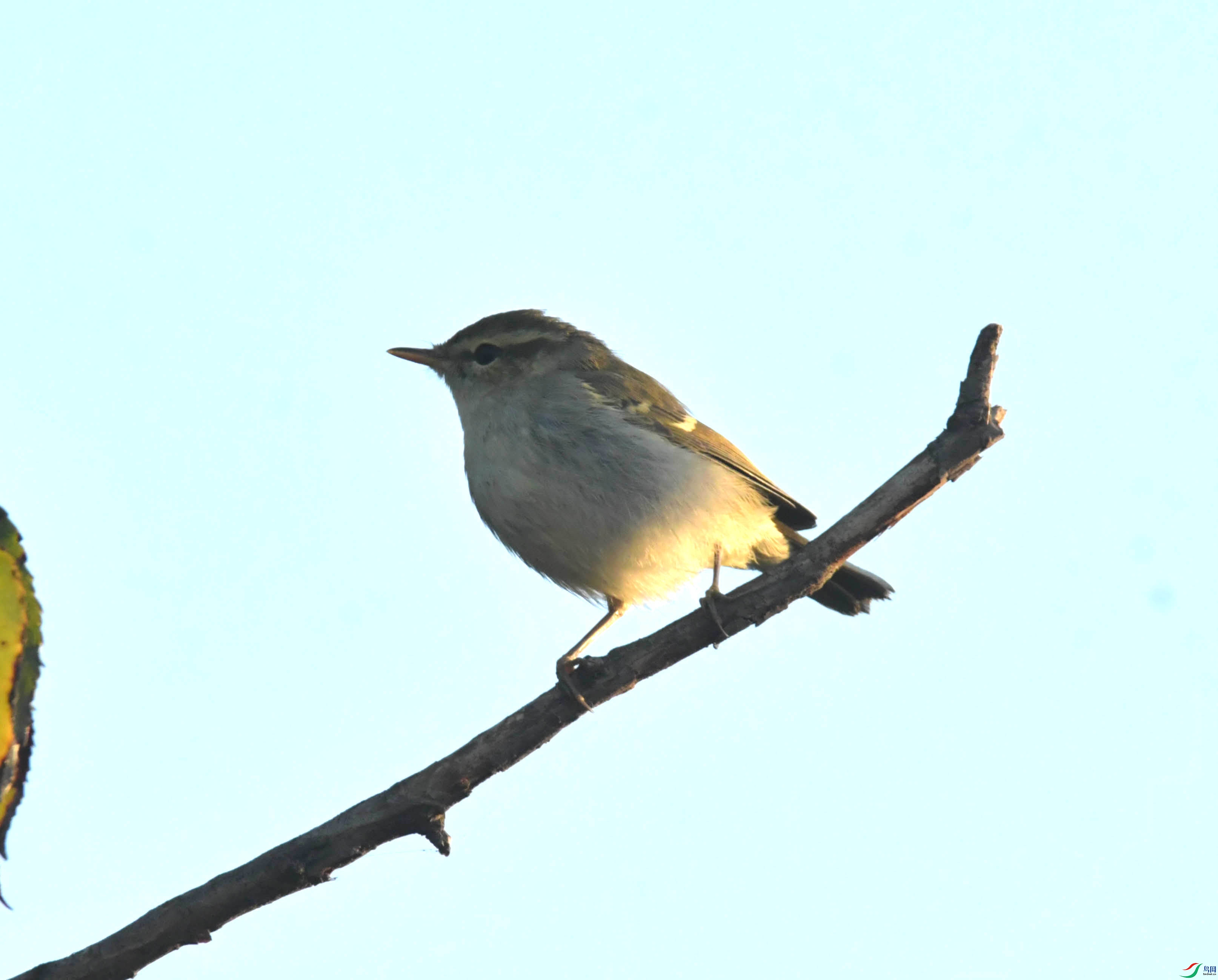 DSC_4439.JPG
