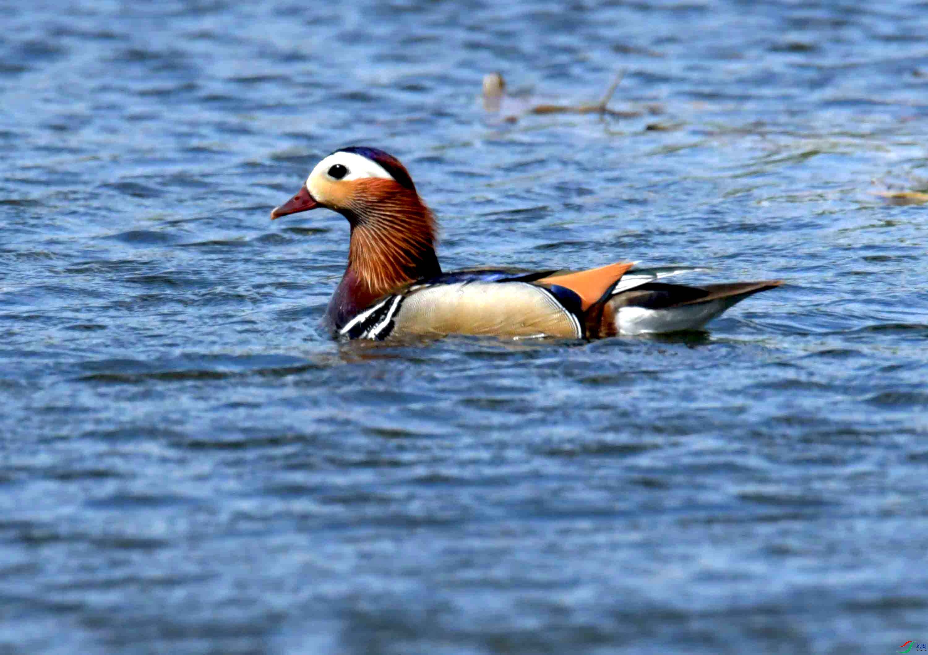 DSC_1143.JPG