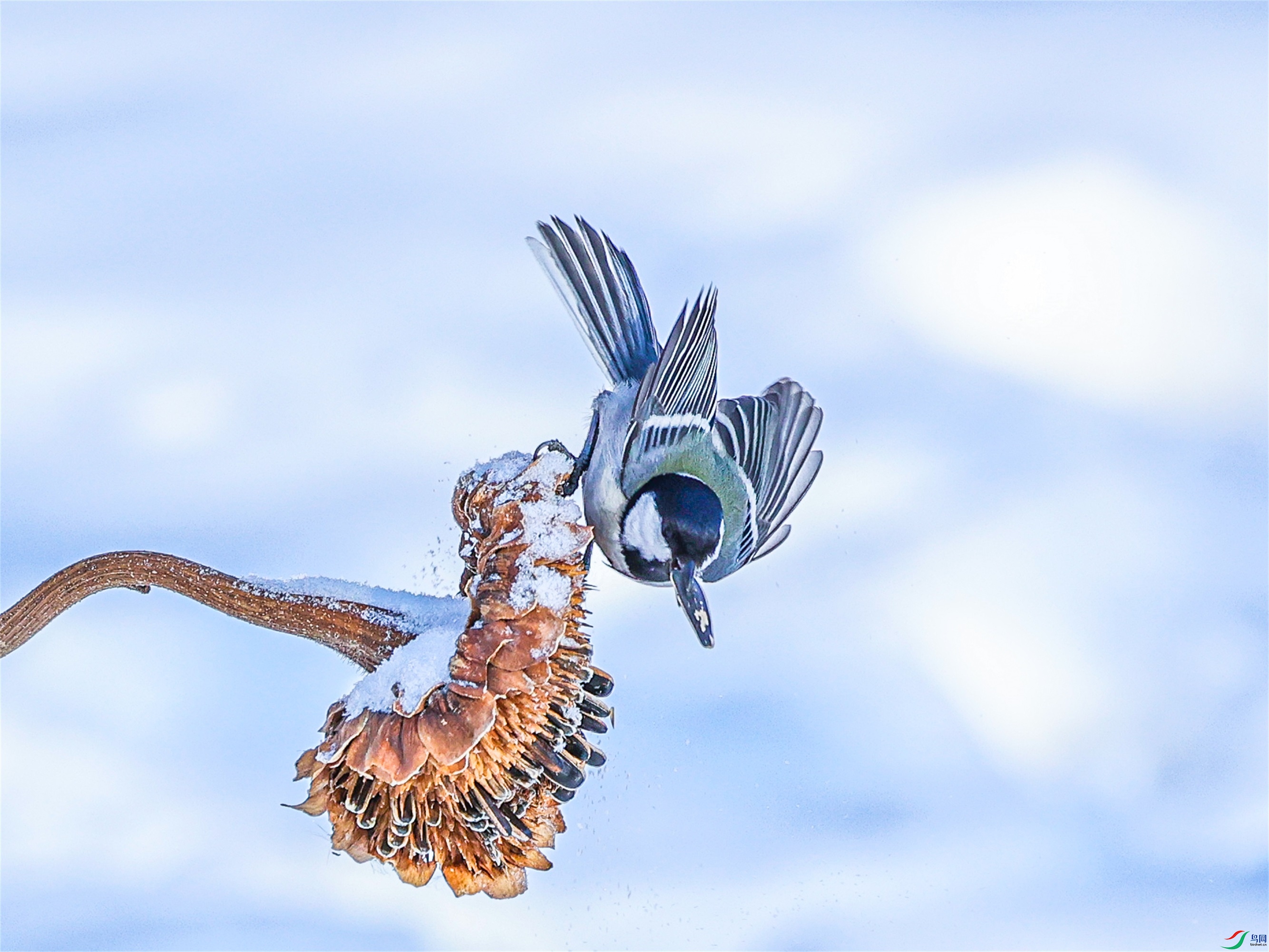 1K3A4609 ����1.jpg