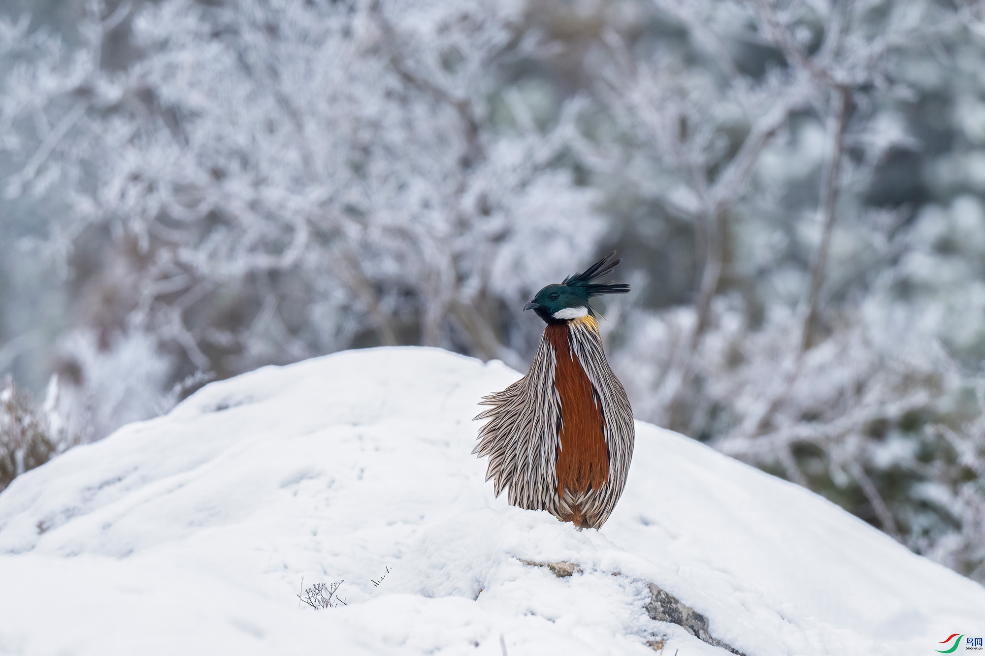 DSC_4057-DeNoiseAI.jpg
