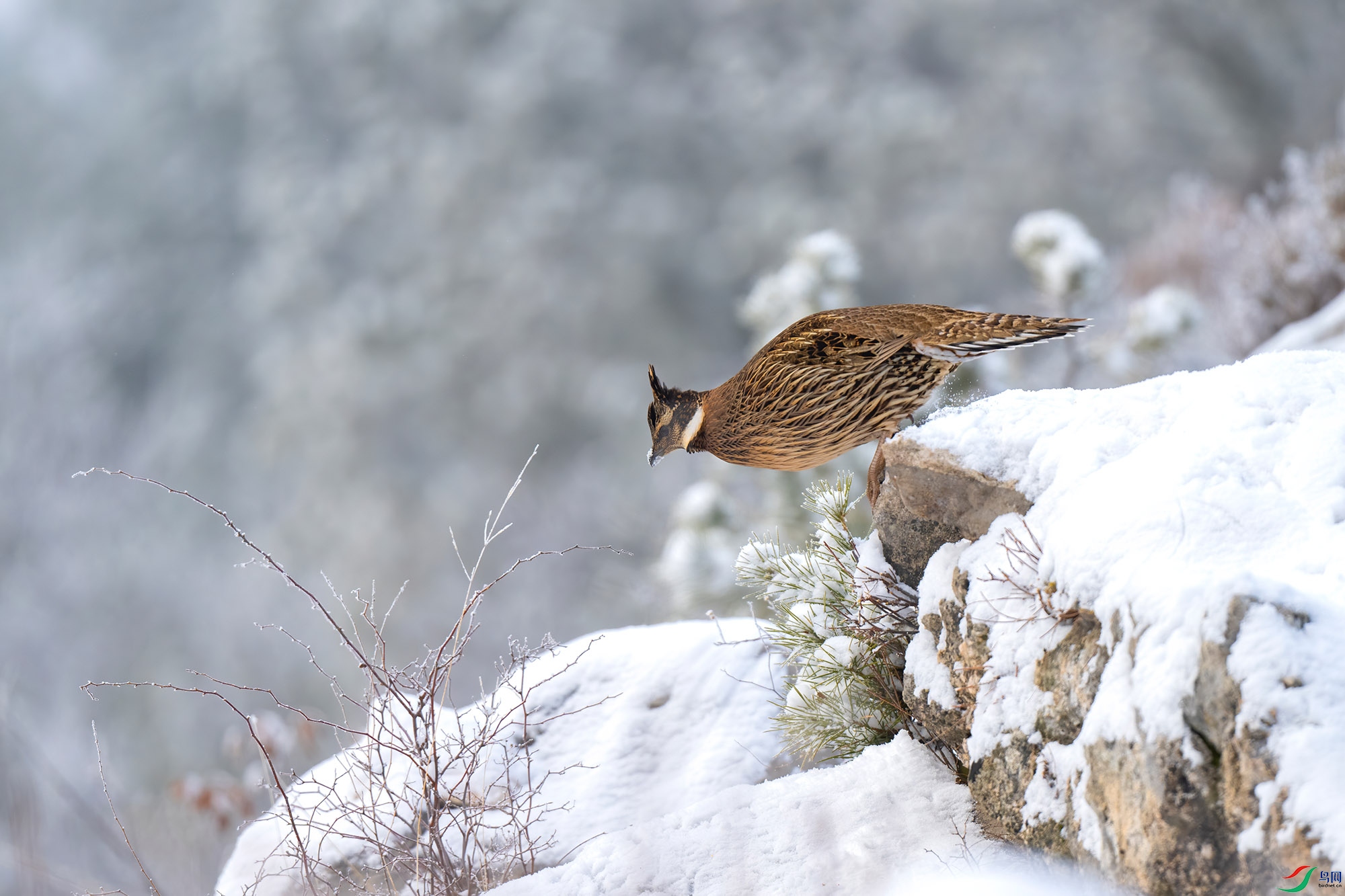 DSC_6744-DeNoiseAI.jpg