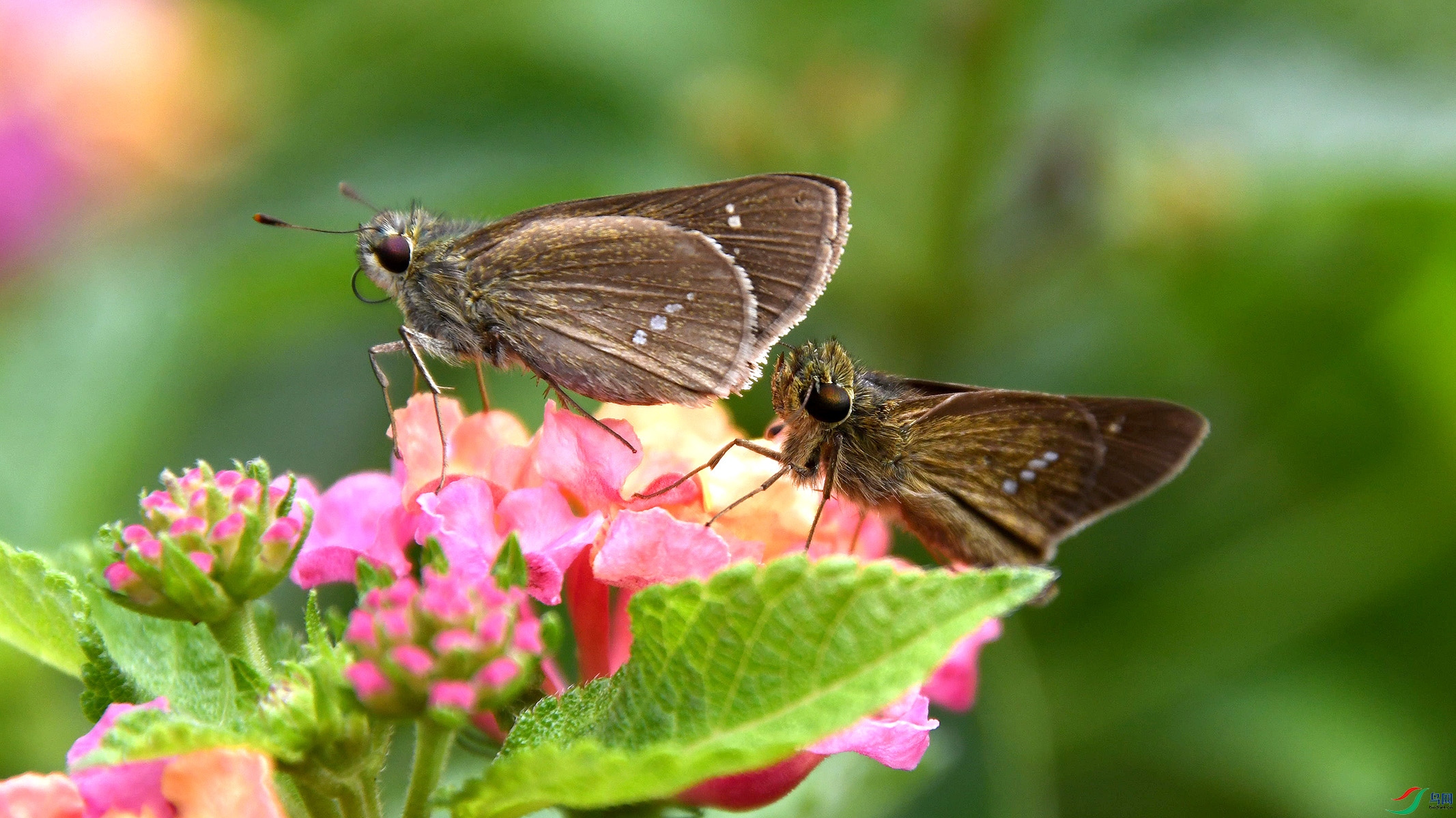 DSC_9621ֱ�Ƶ�Ū��.jpg