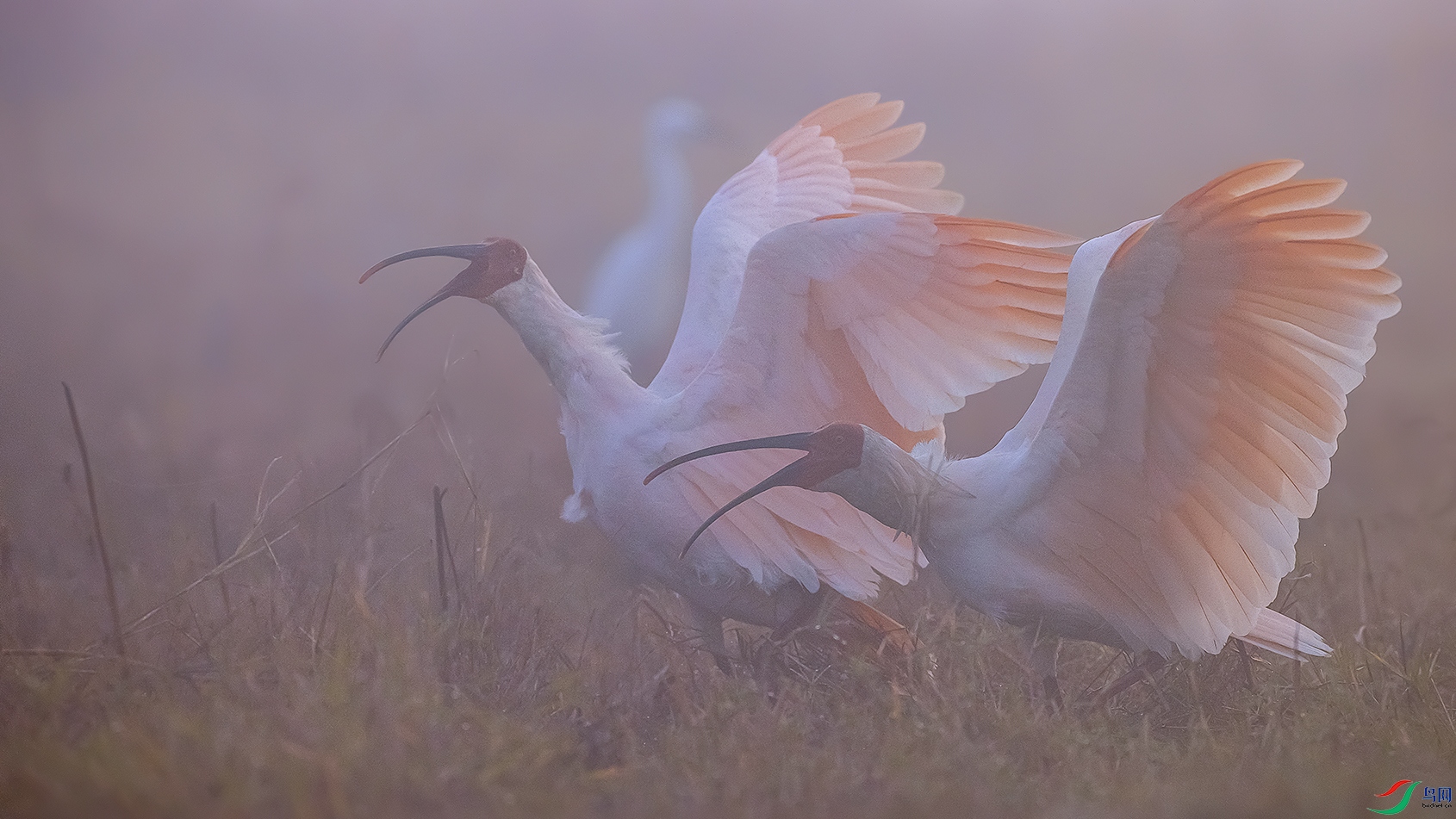 Ũ���еĺŽ�