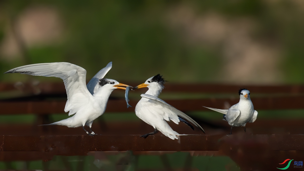 DSC_6345.jpg