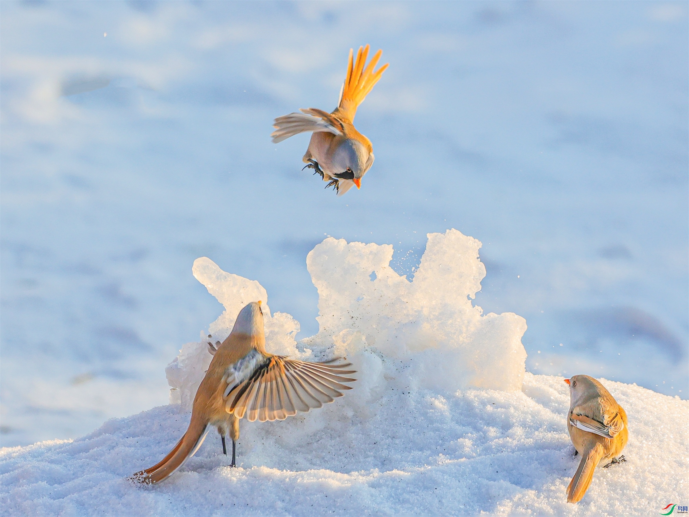 1K3A8017 ����1.jpg