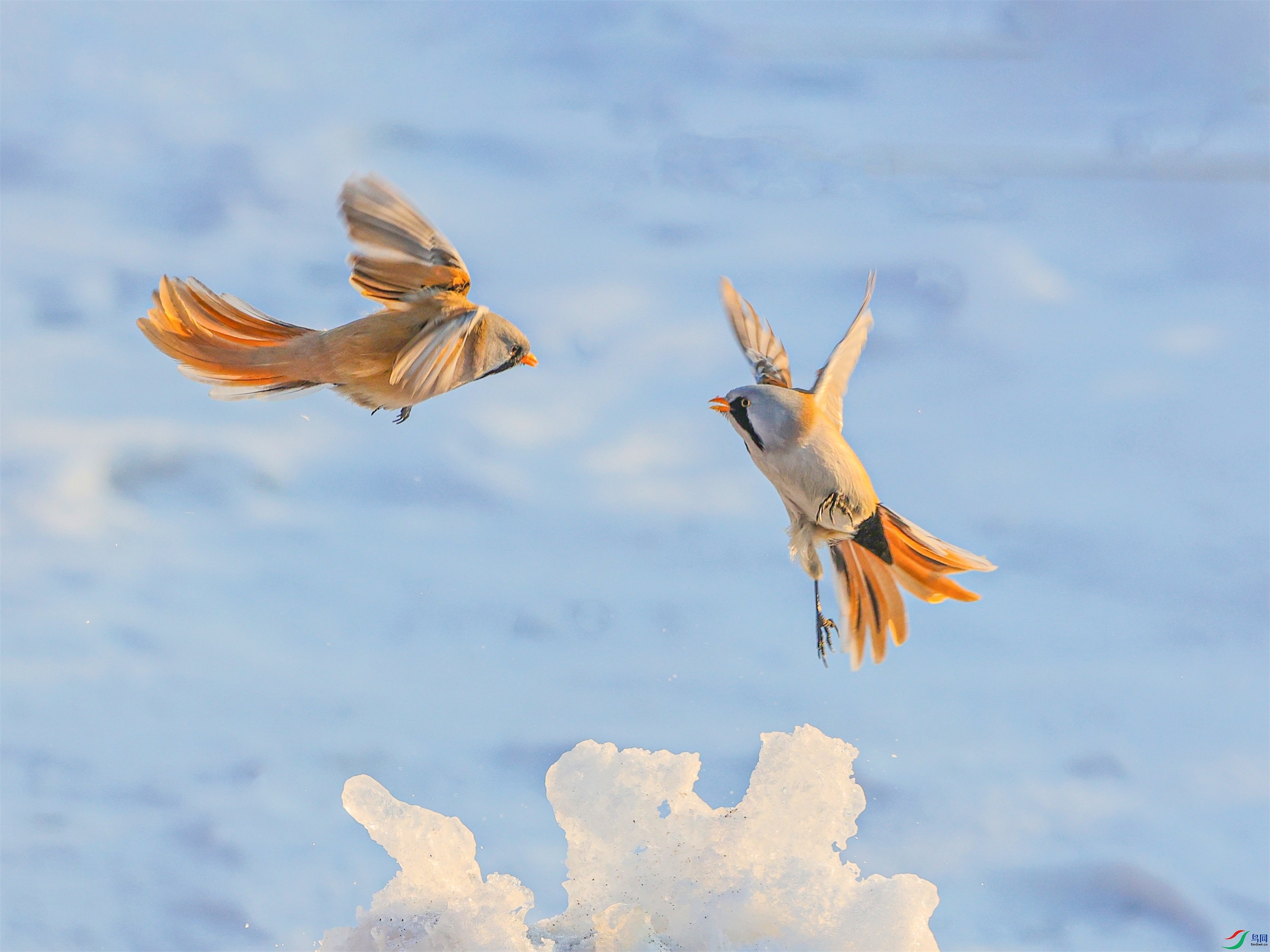 1K3A8019 ����1.jpg