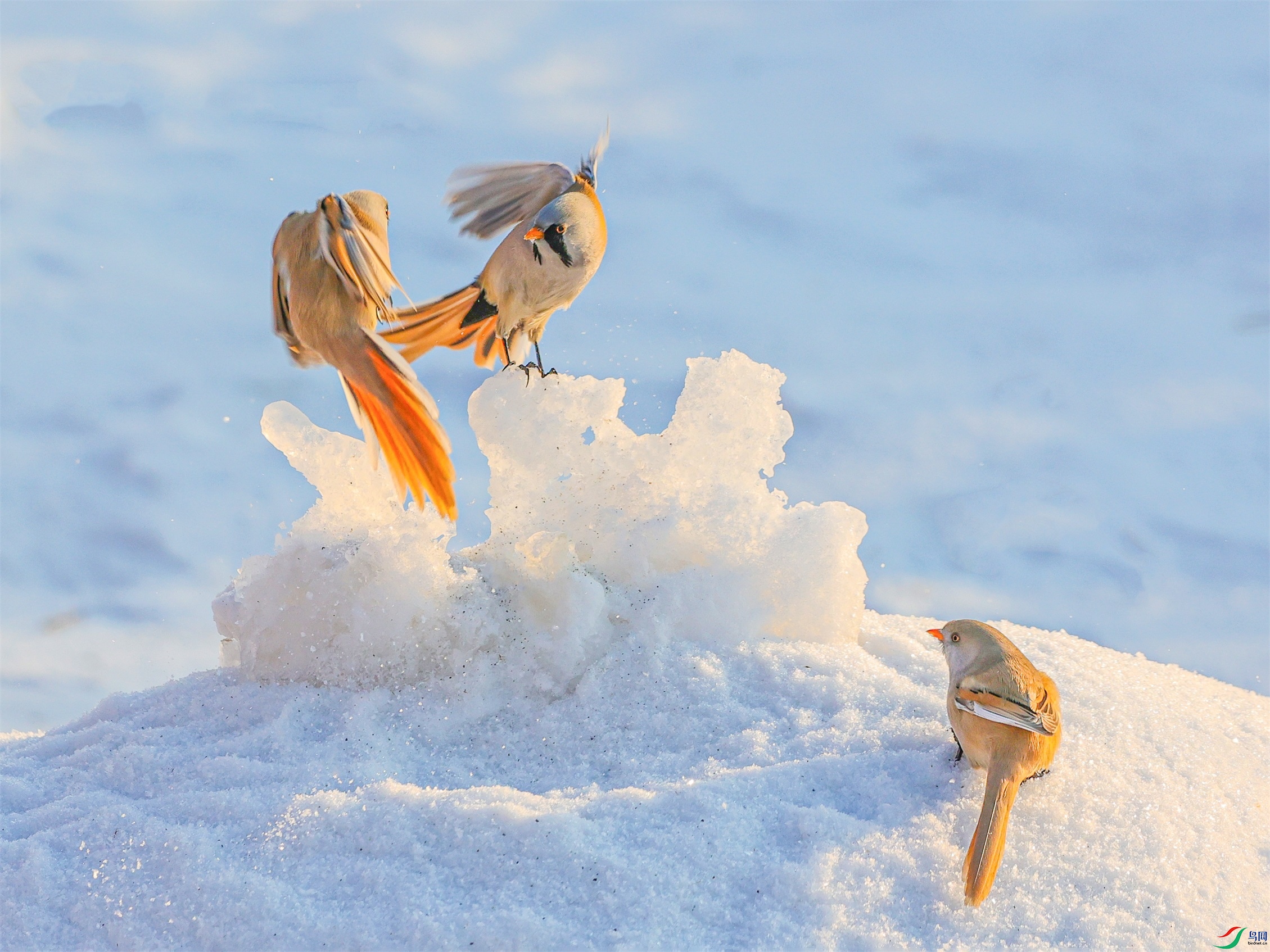 1K3A8018 ����1.jpg