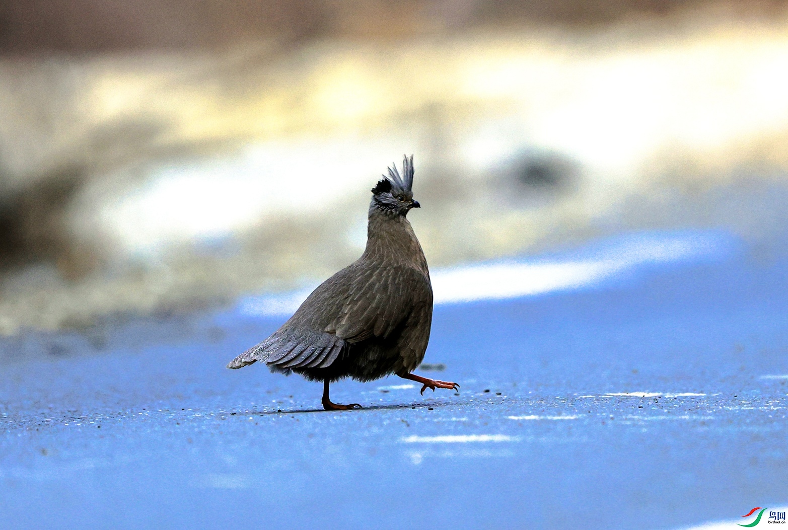 Ѫ�������� - ���� - ����.JPG