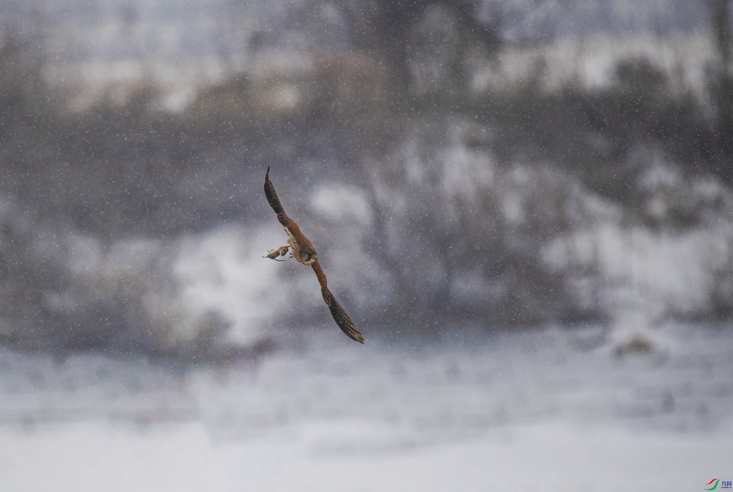 ���Թ���