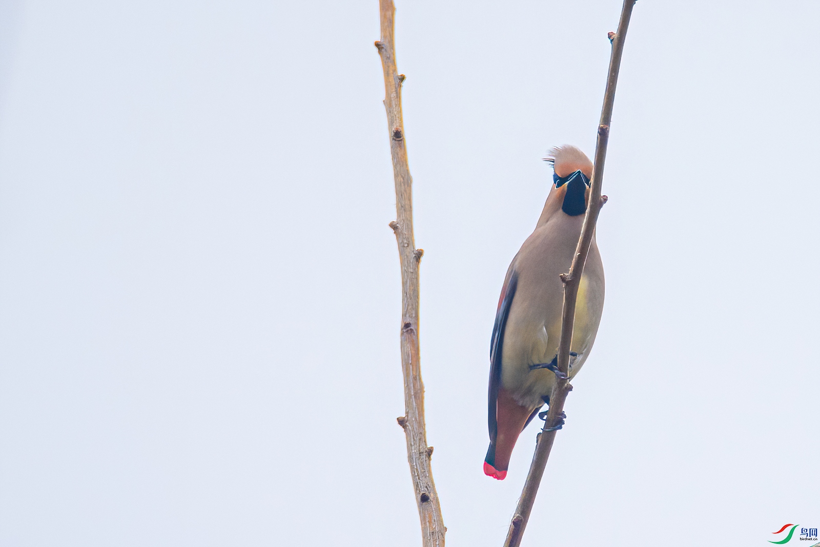 DSC_0503-2.jpg