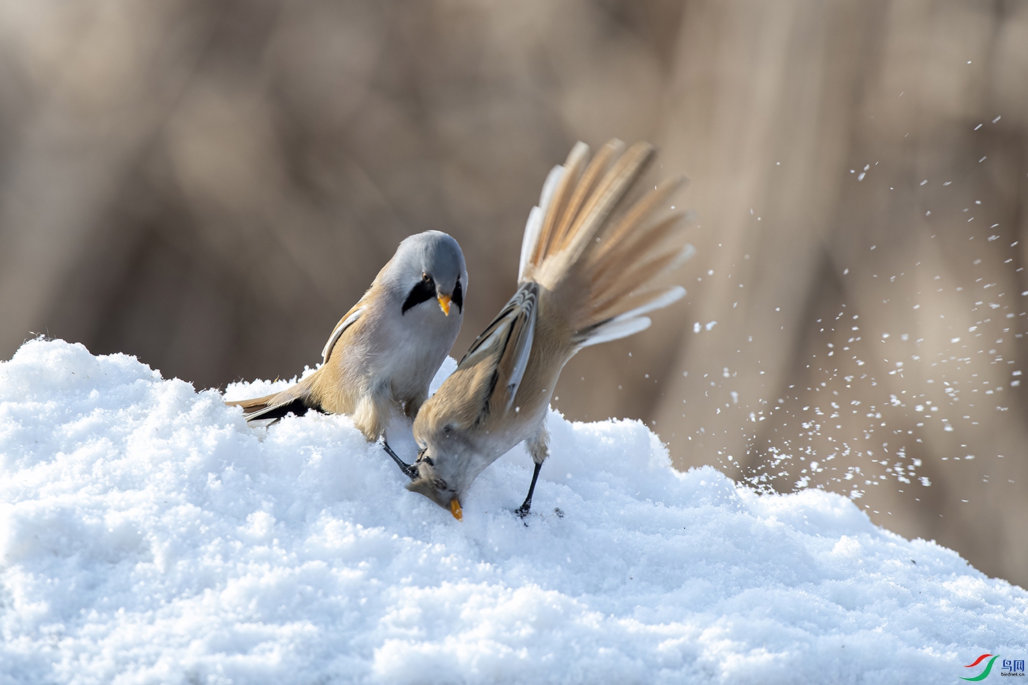 _DSC7991 - ����.jpg