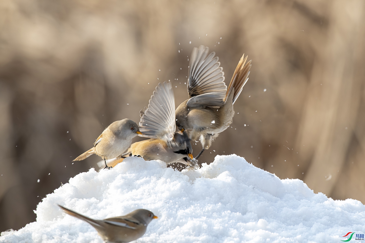 _DSC7968 - ����.jpg