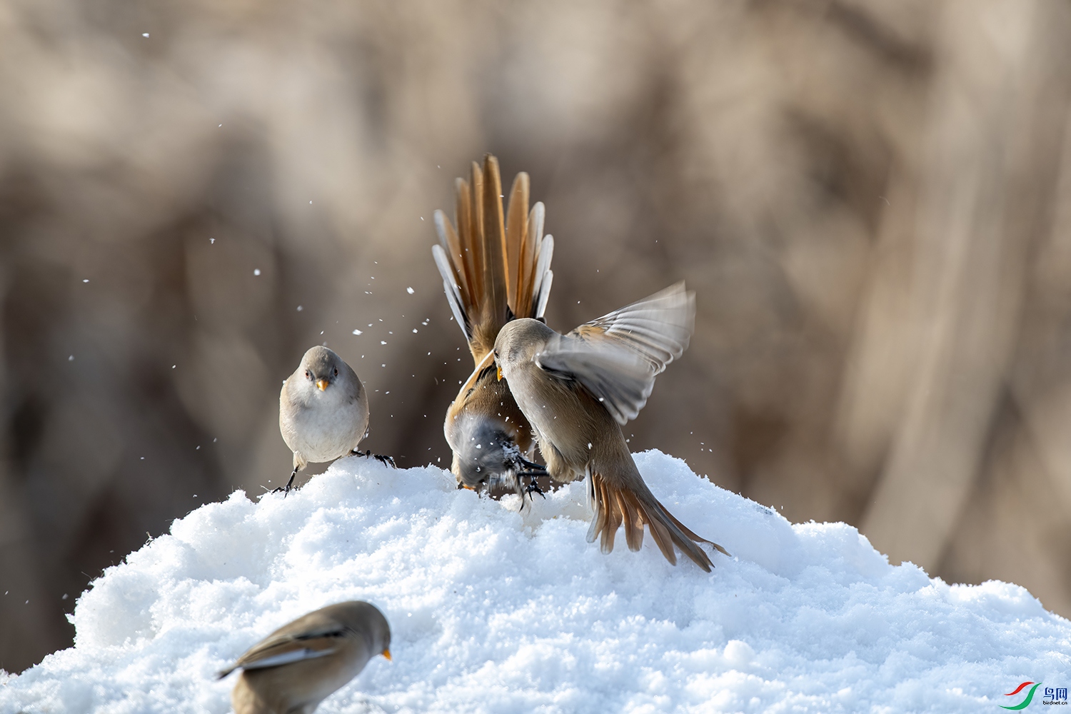 _DSC7966 - ����.jpg