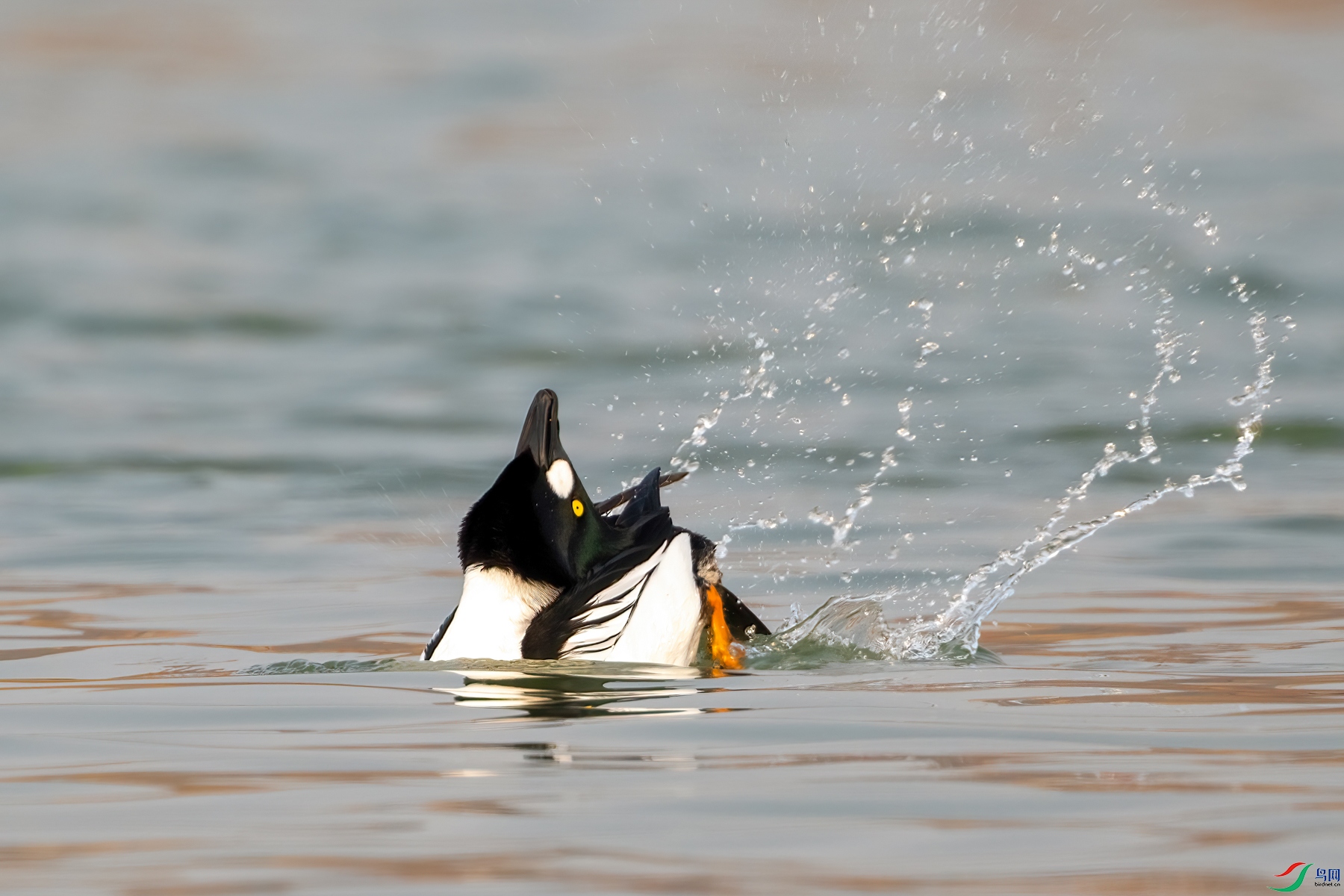 DSC_8668_2.jpg