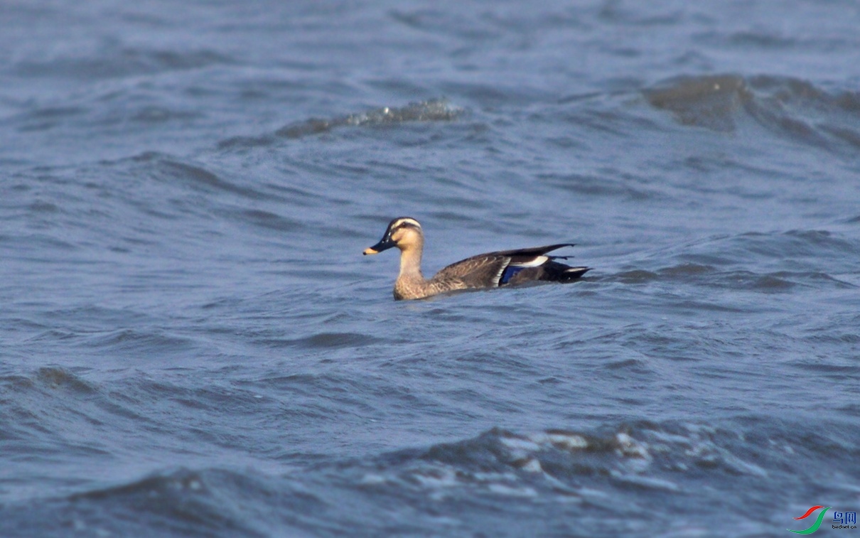 DSC_0610.jpg