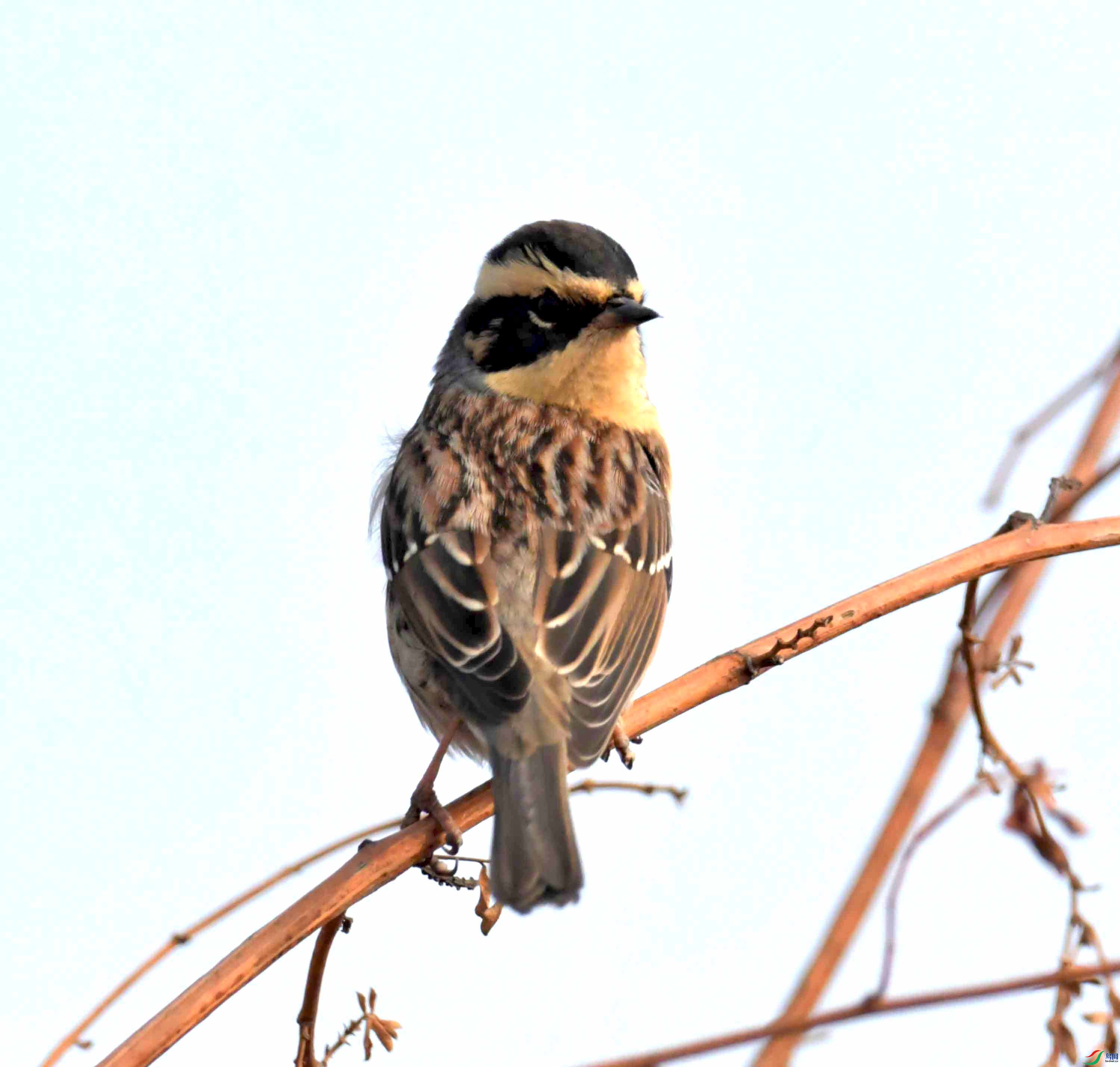 DSC_2153.JPG