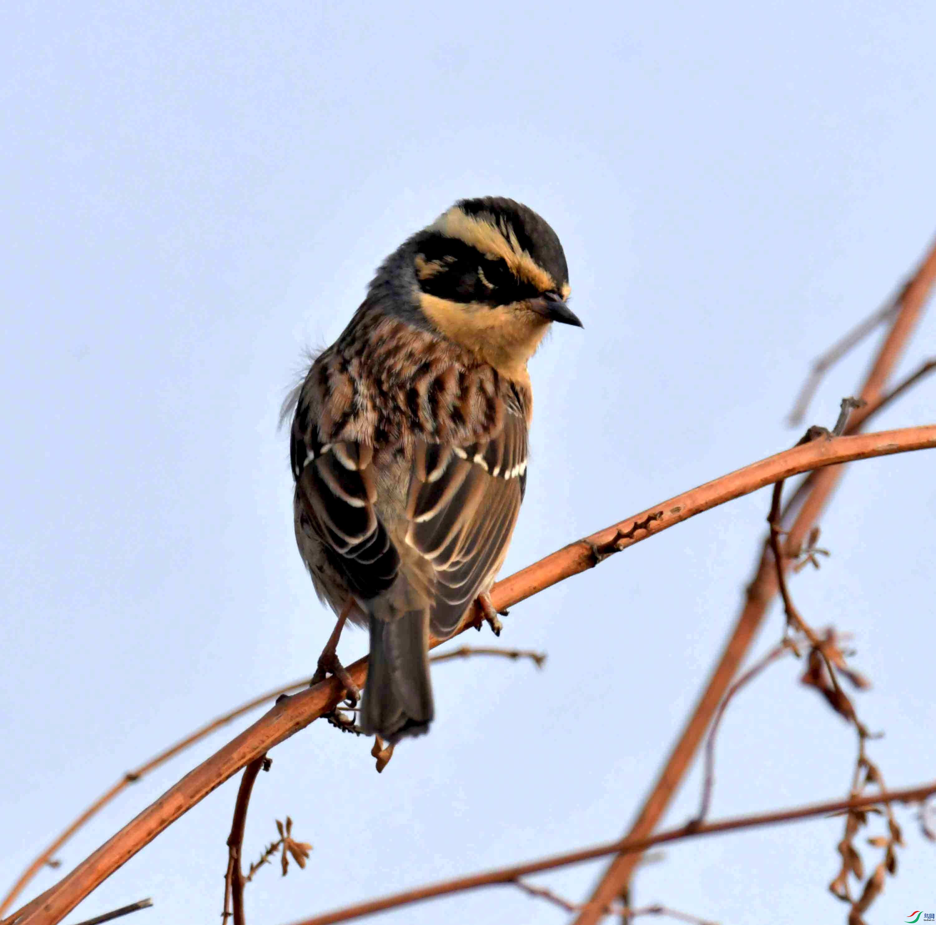 DSC_2155.JPG