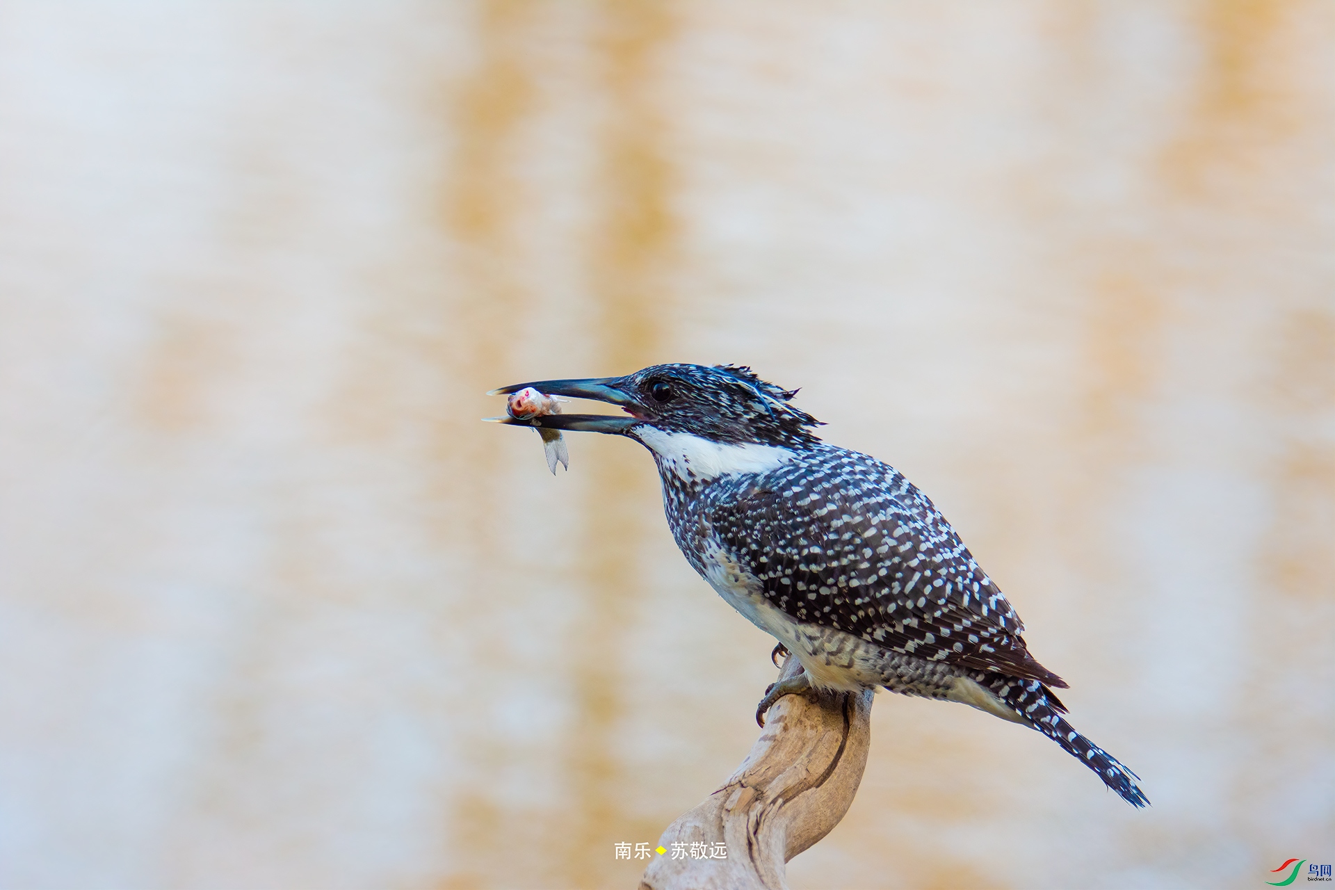 _DSC4369С.jpg