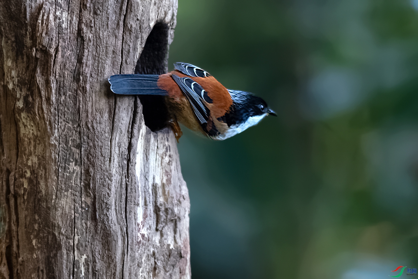 DSC_3634_DxOa3.jpg