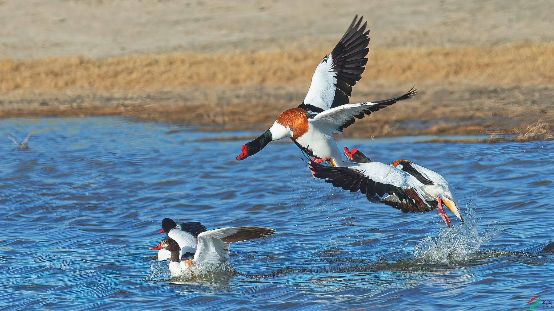 DSC_2523-1.jpg