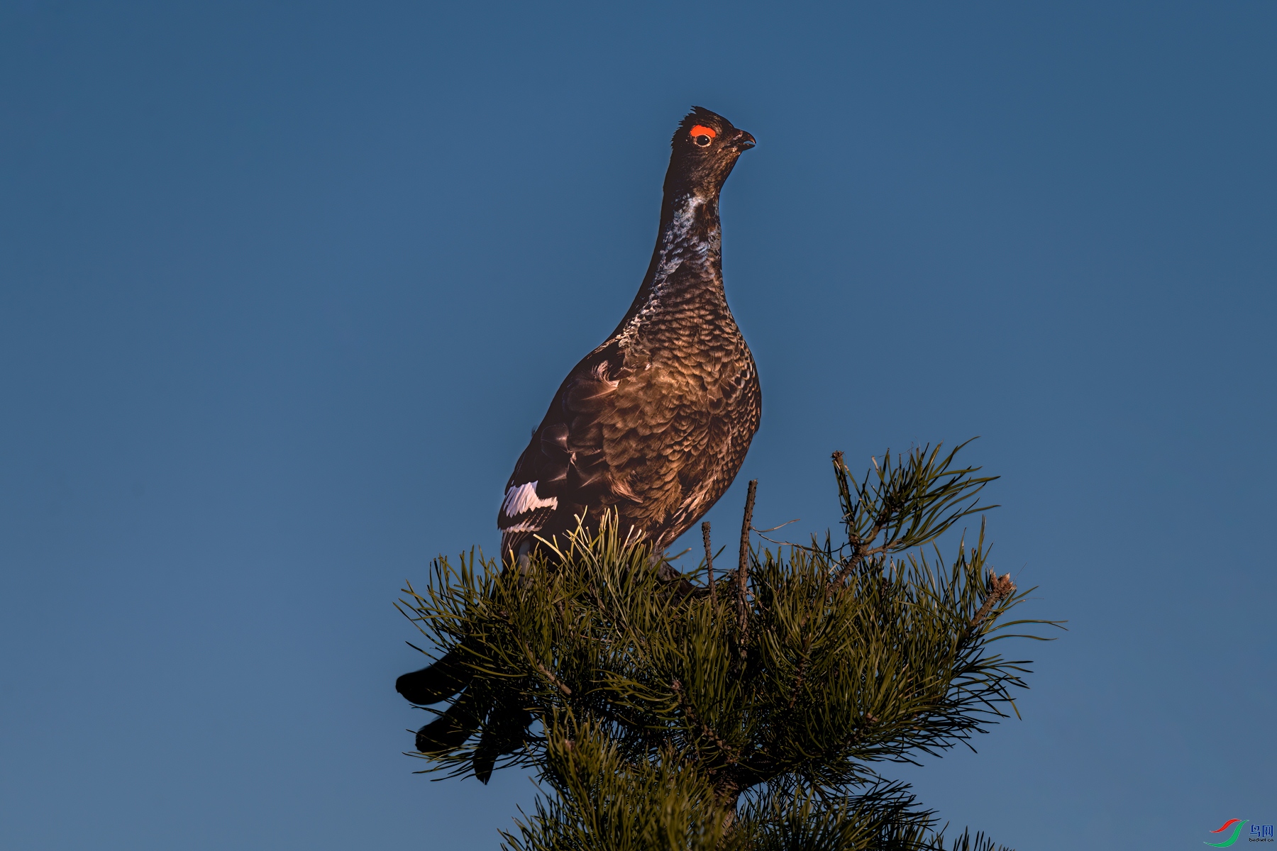 DSC_8767.jpg
