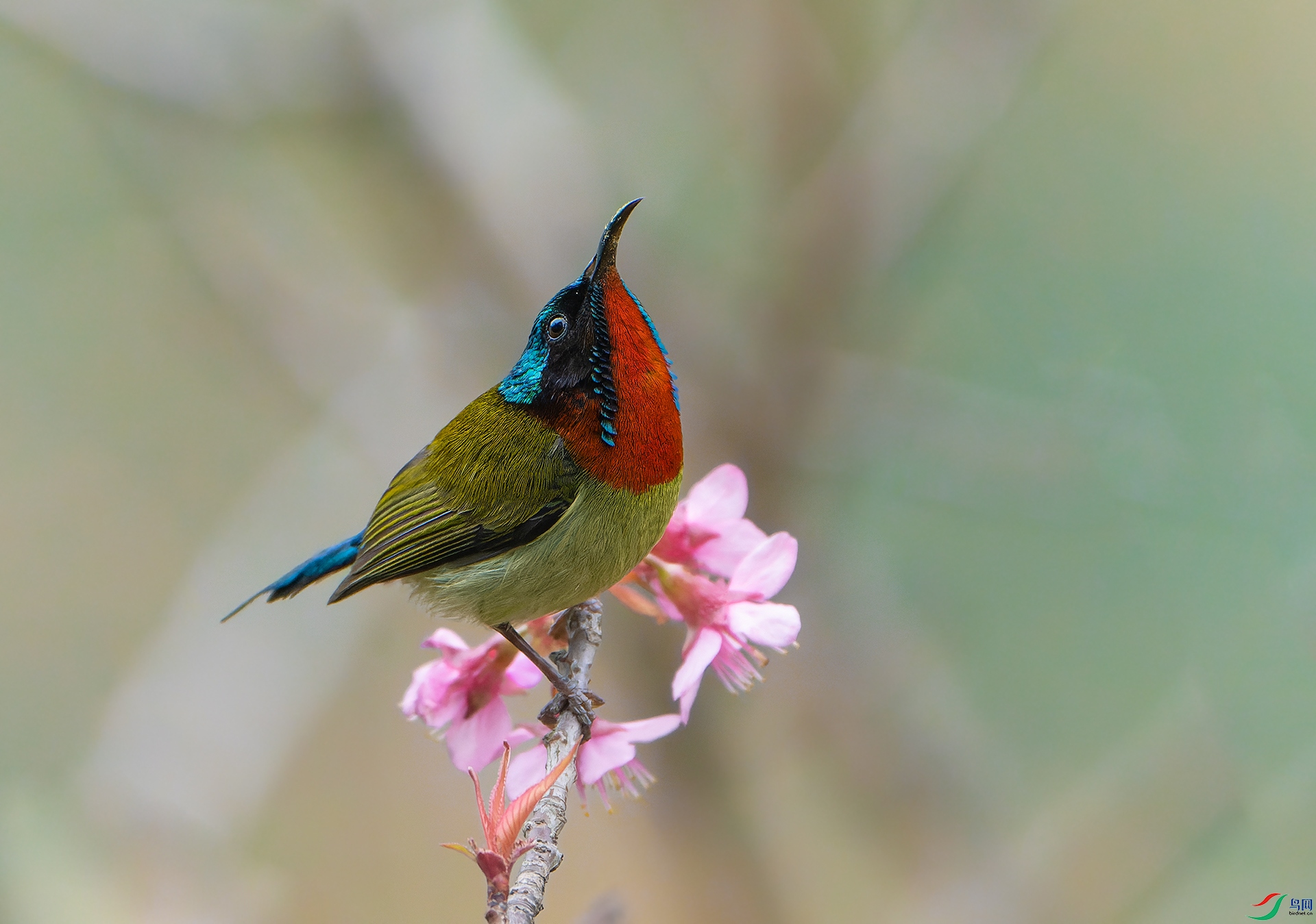 DSC02347-ARW ����.jpg