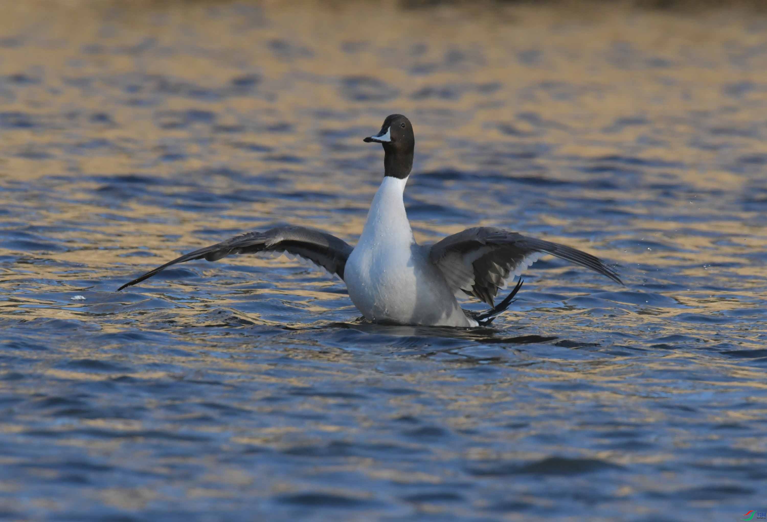 DSC_9408.JPG