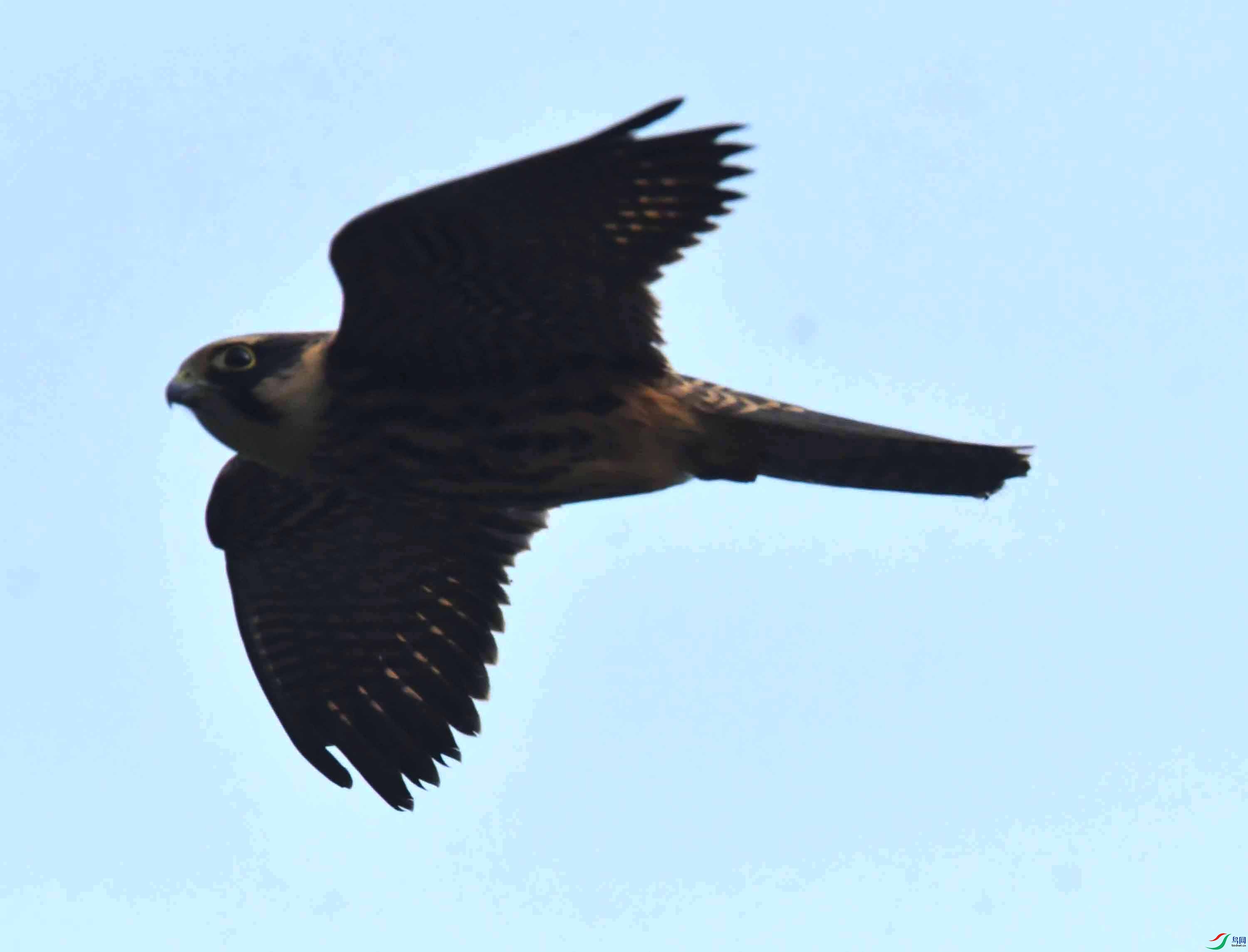 DSC_6726.JPG