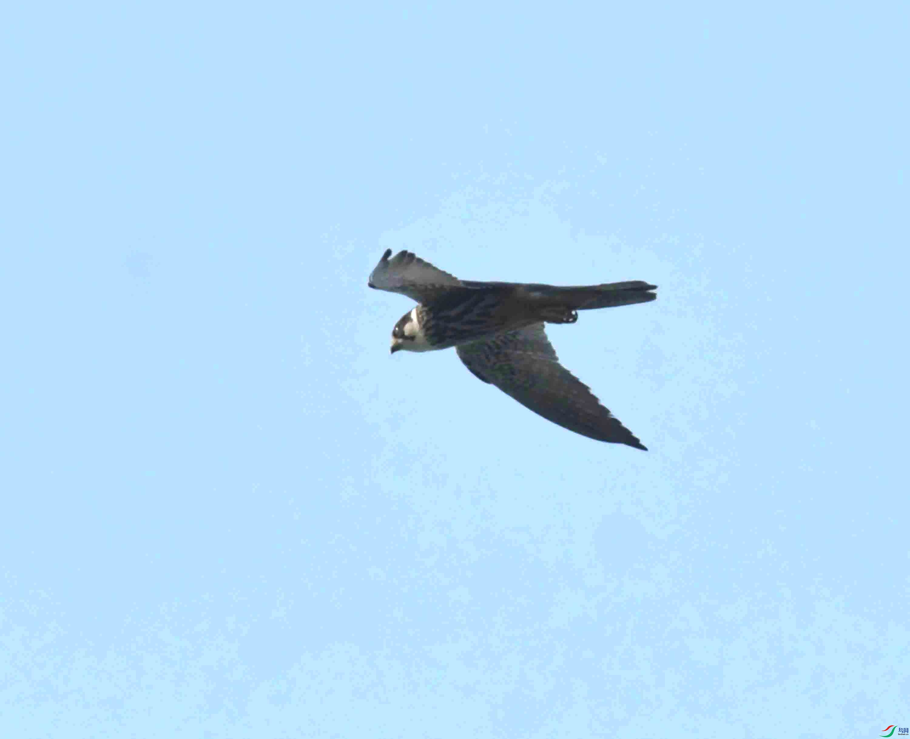 DSC_7867.JPG