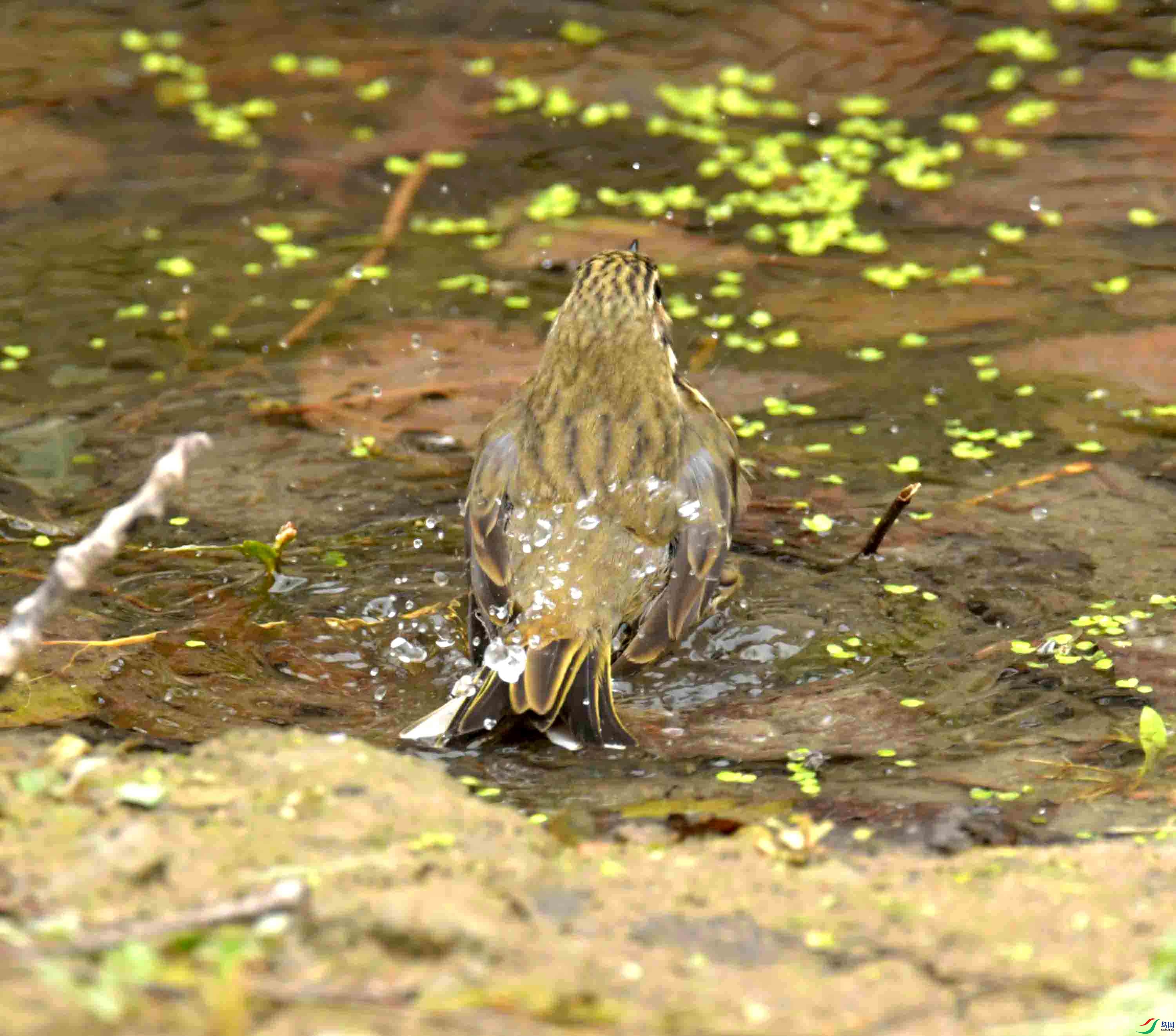 DSC_1358.JPG