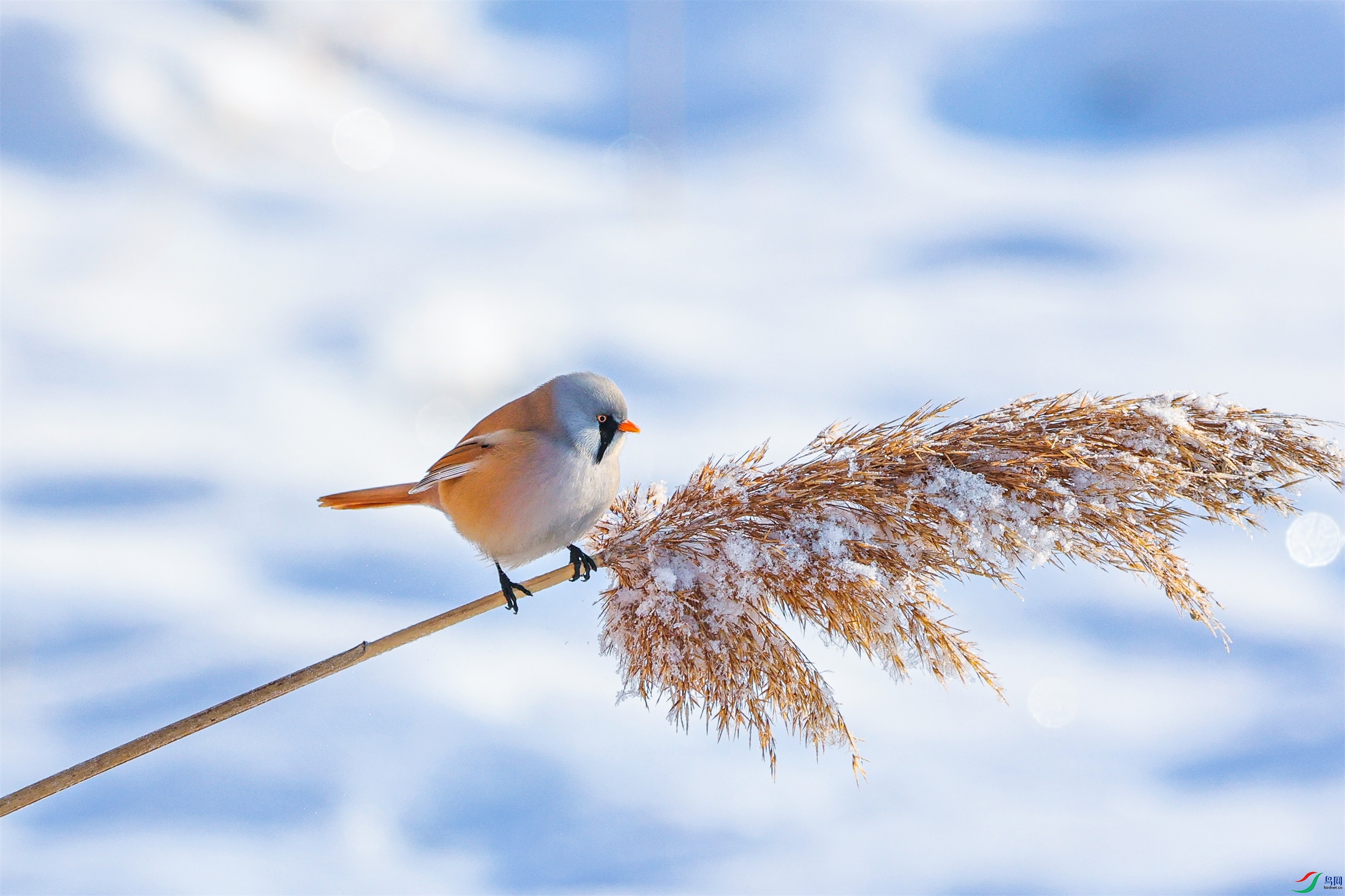 1K3A0432 ����1.jpg