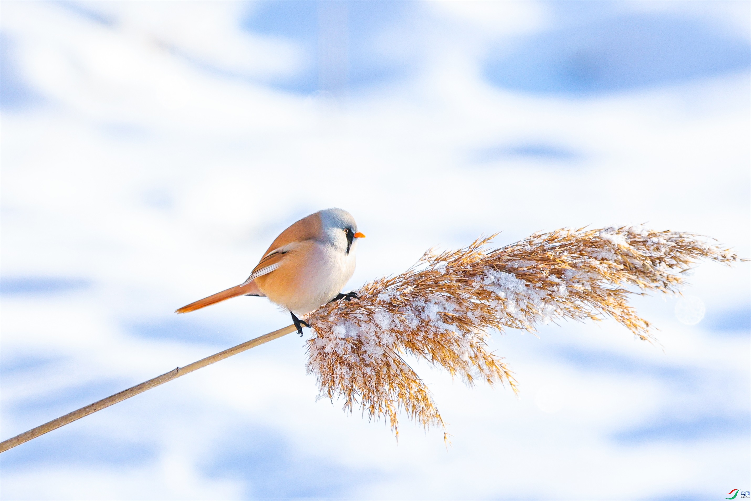 1K3A0436 ����1.jpg