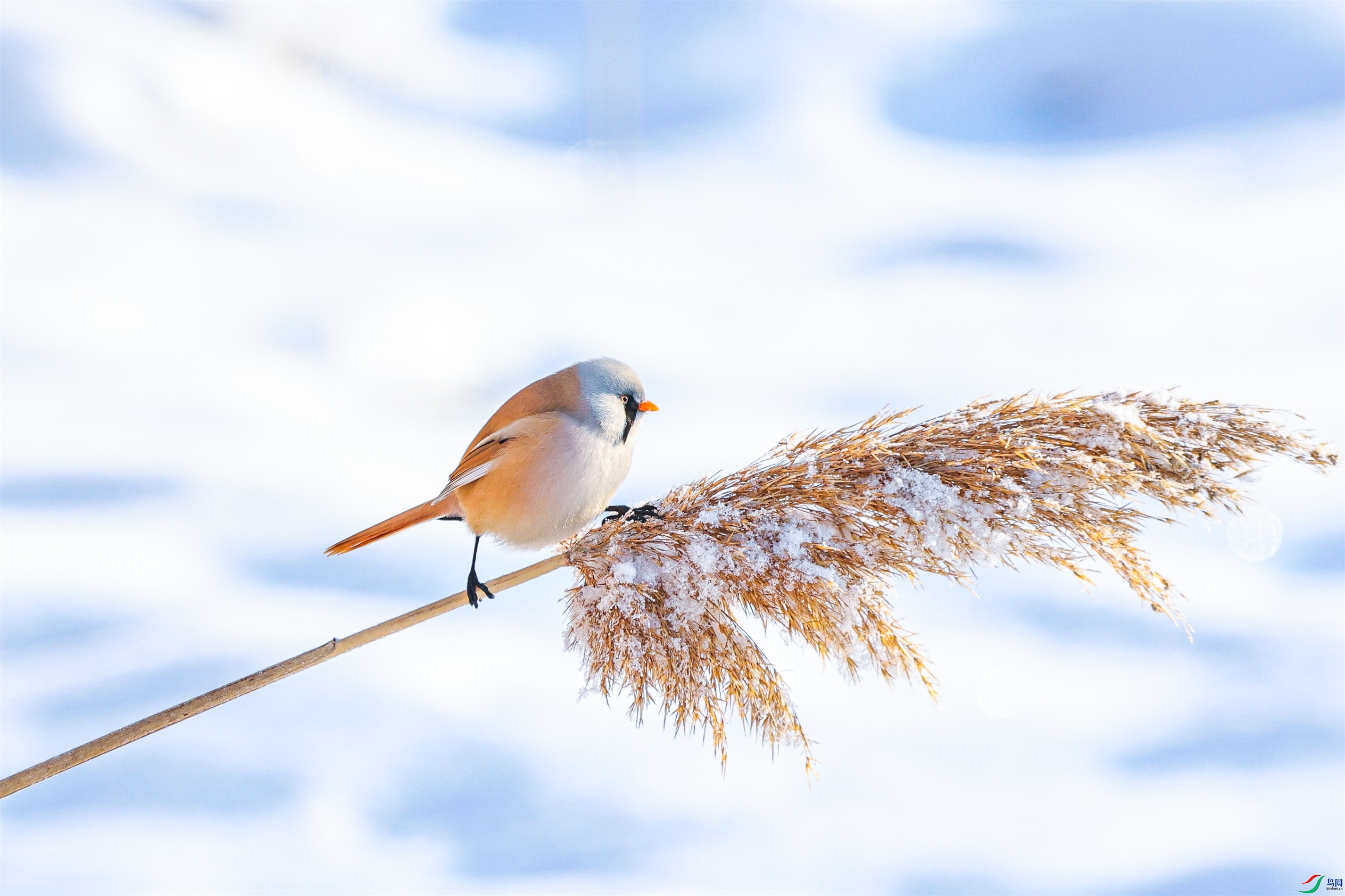 1K3A0435 ����1.jpg