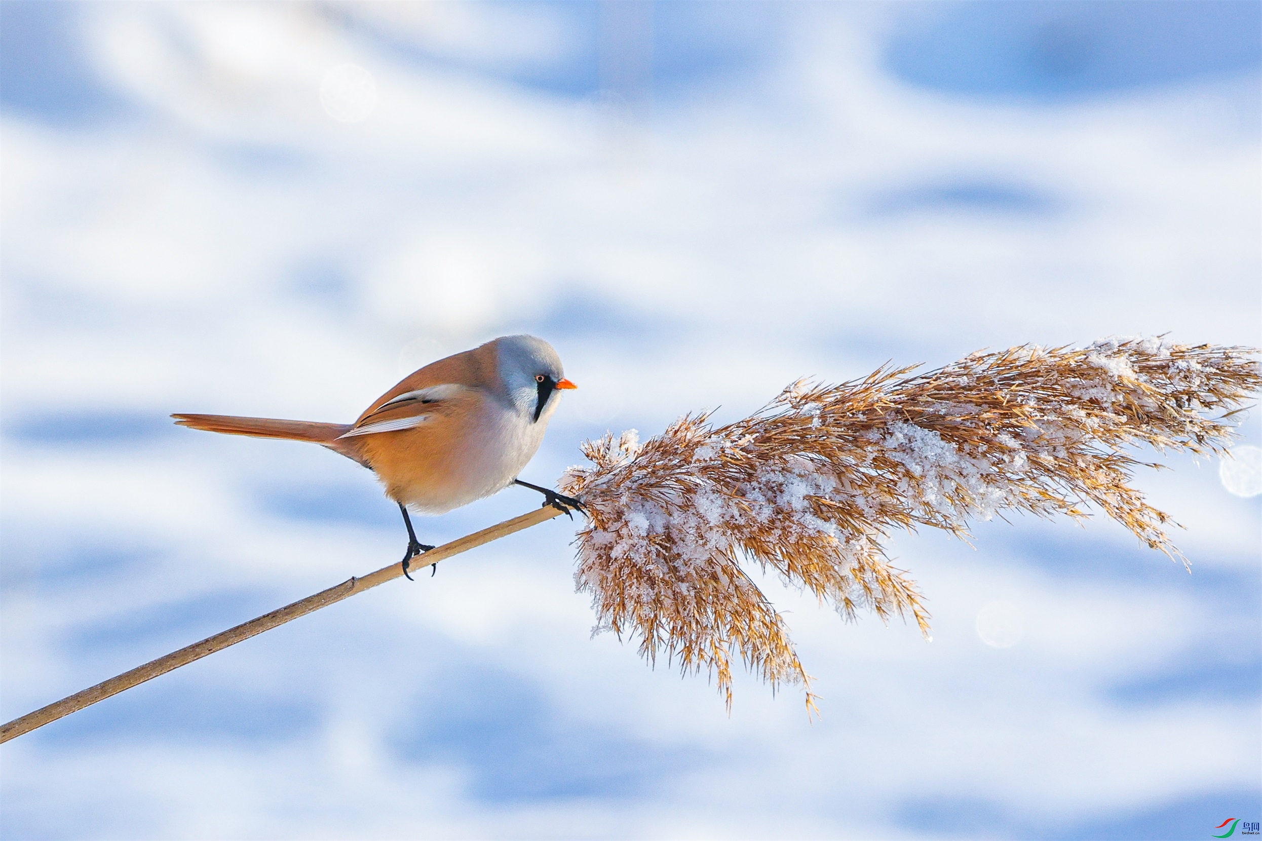 1K3A0431 ����1.jpg