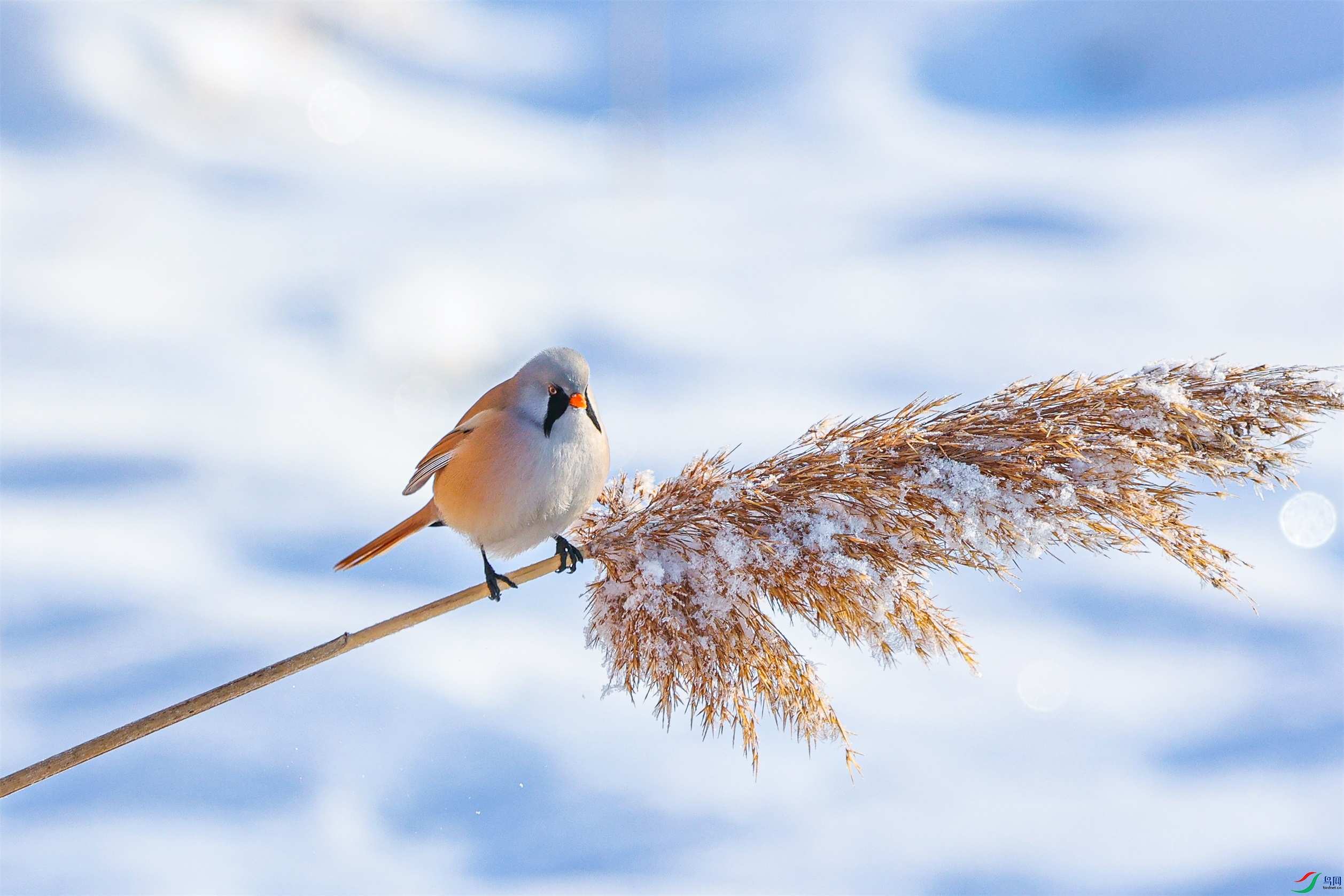 1K3A0433 ����1.jpg