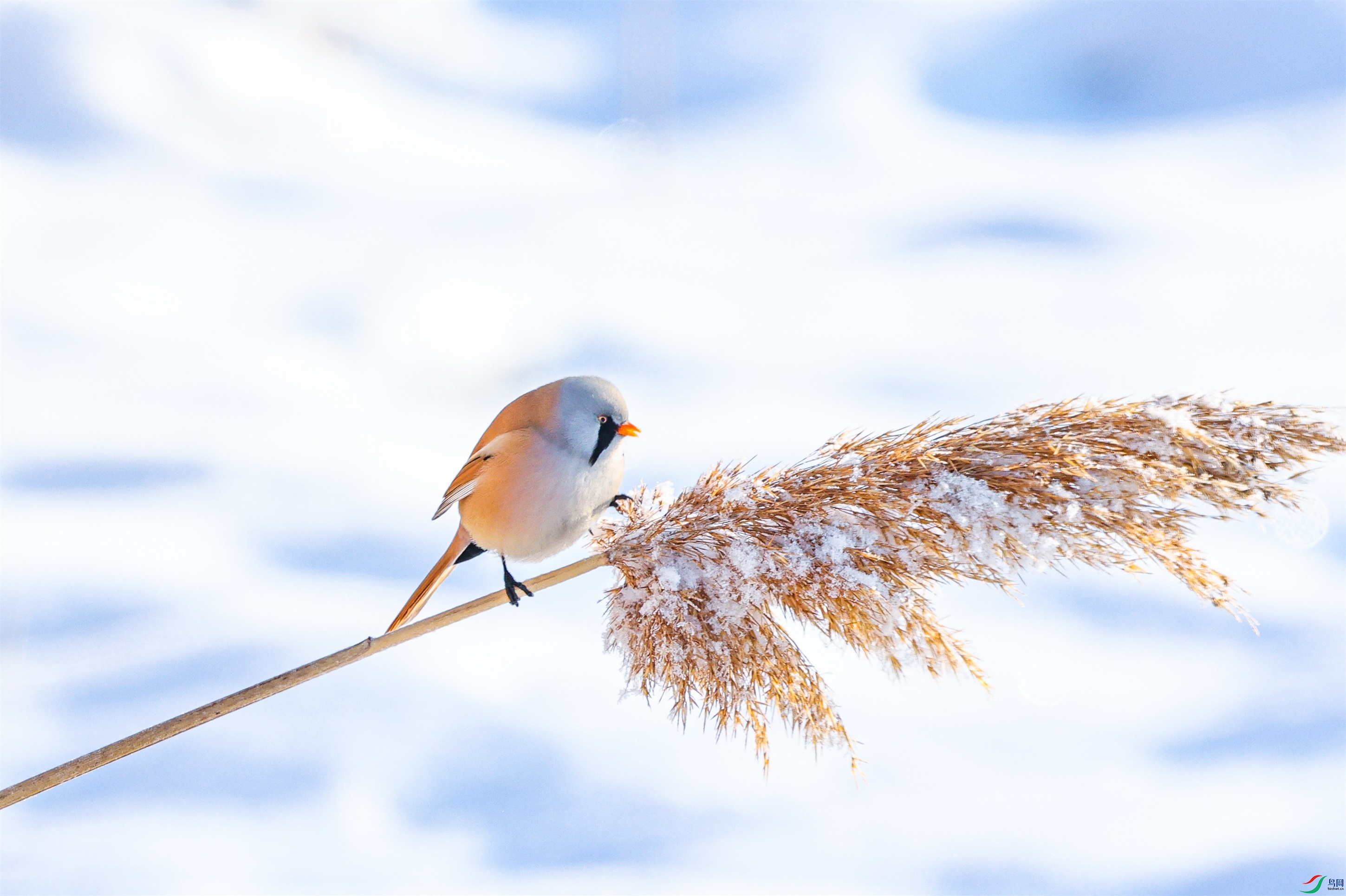 1K3A0434 ����1.jpg