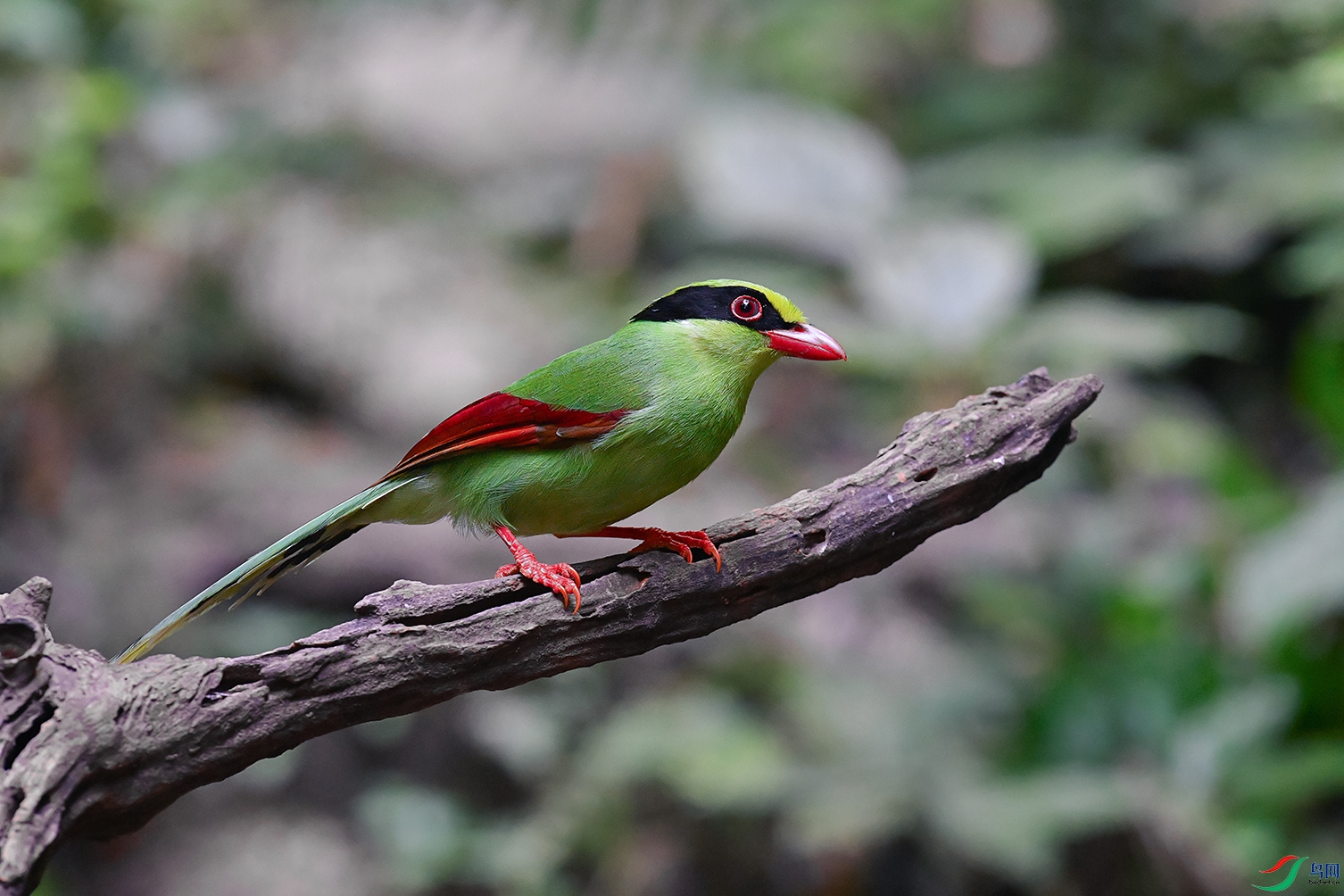 DSC_5084_DxOa3.jpg