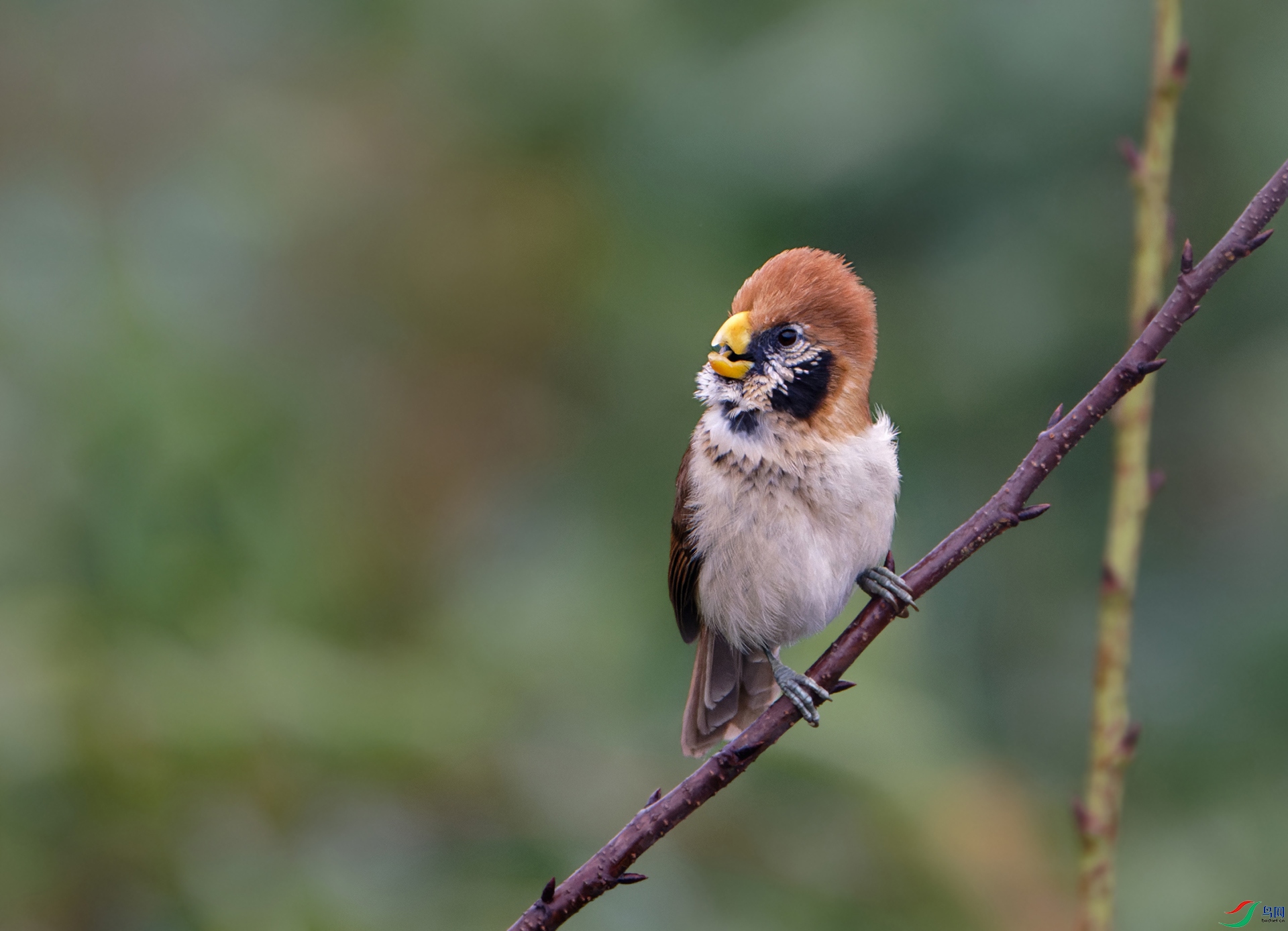 DSC_6620-NEF ����.jpg