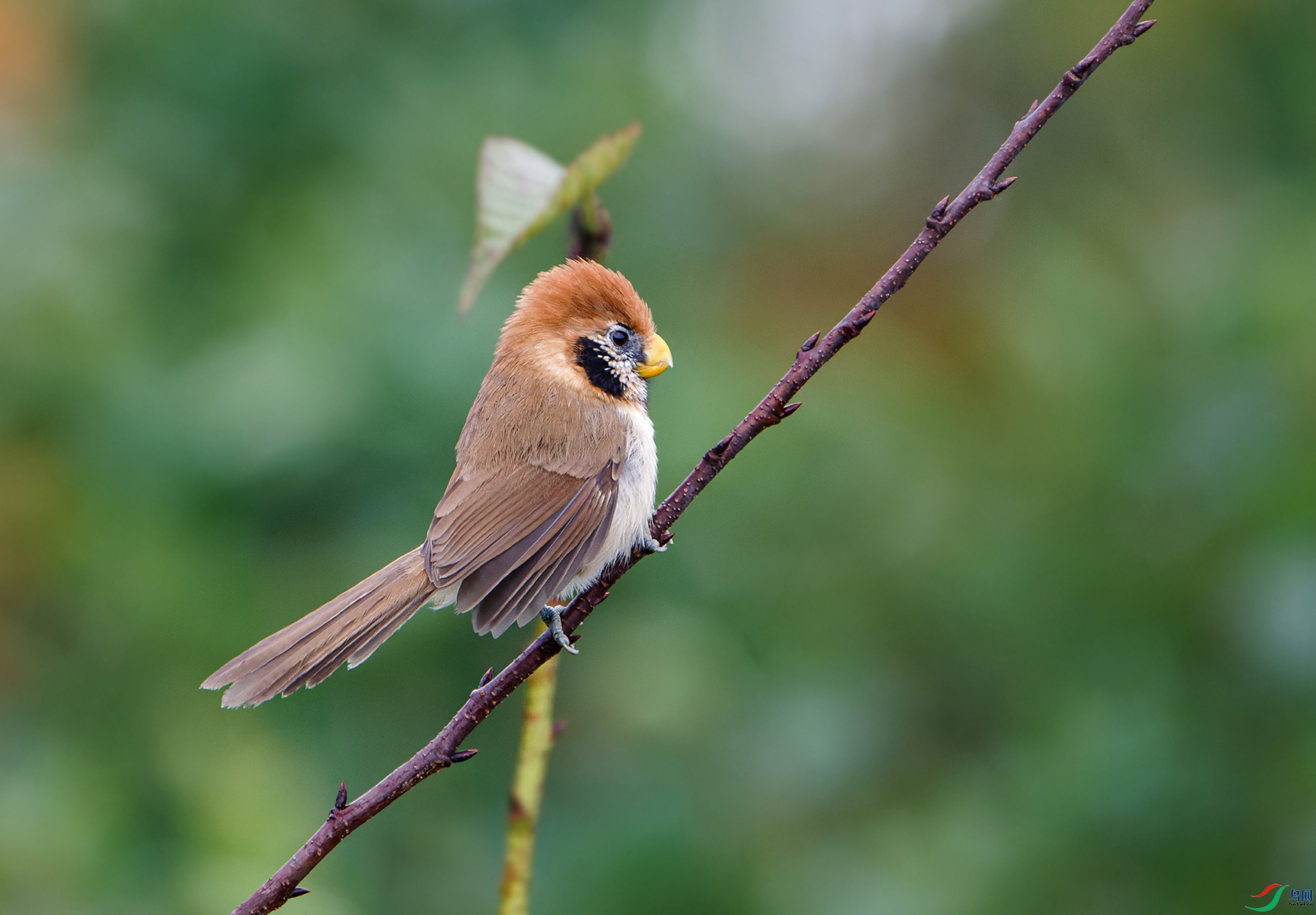 DSC_6693-NEF ����.jpg