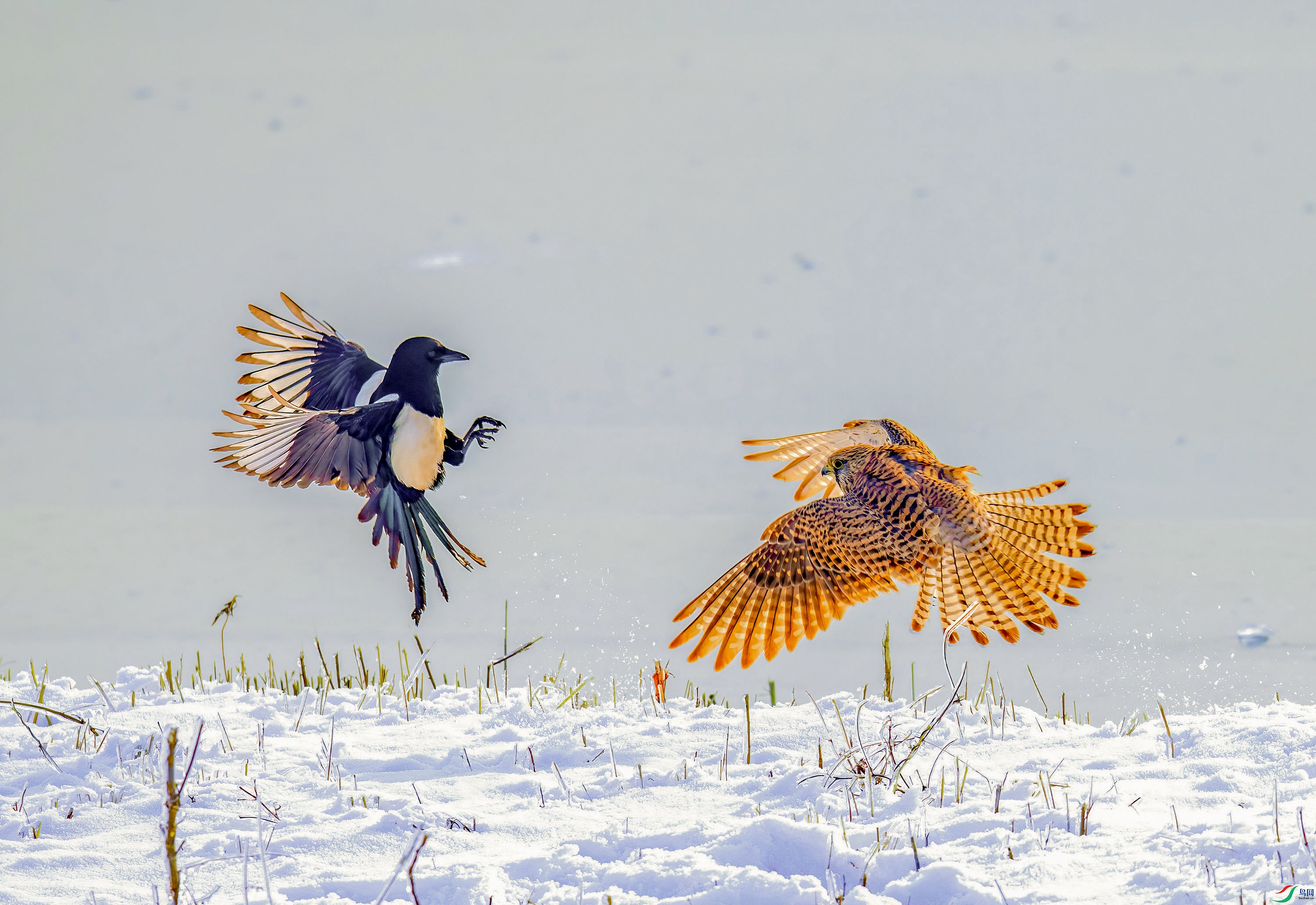 _8509993_1     ok.jpg