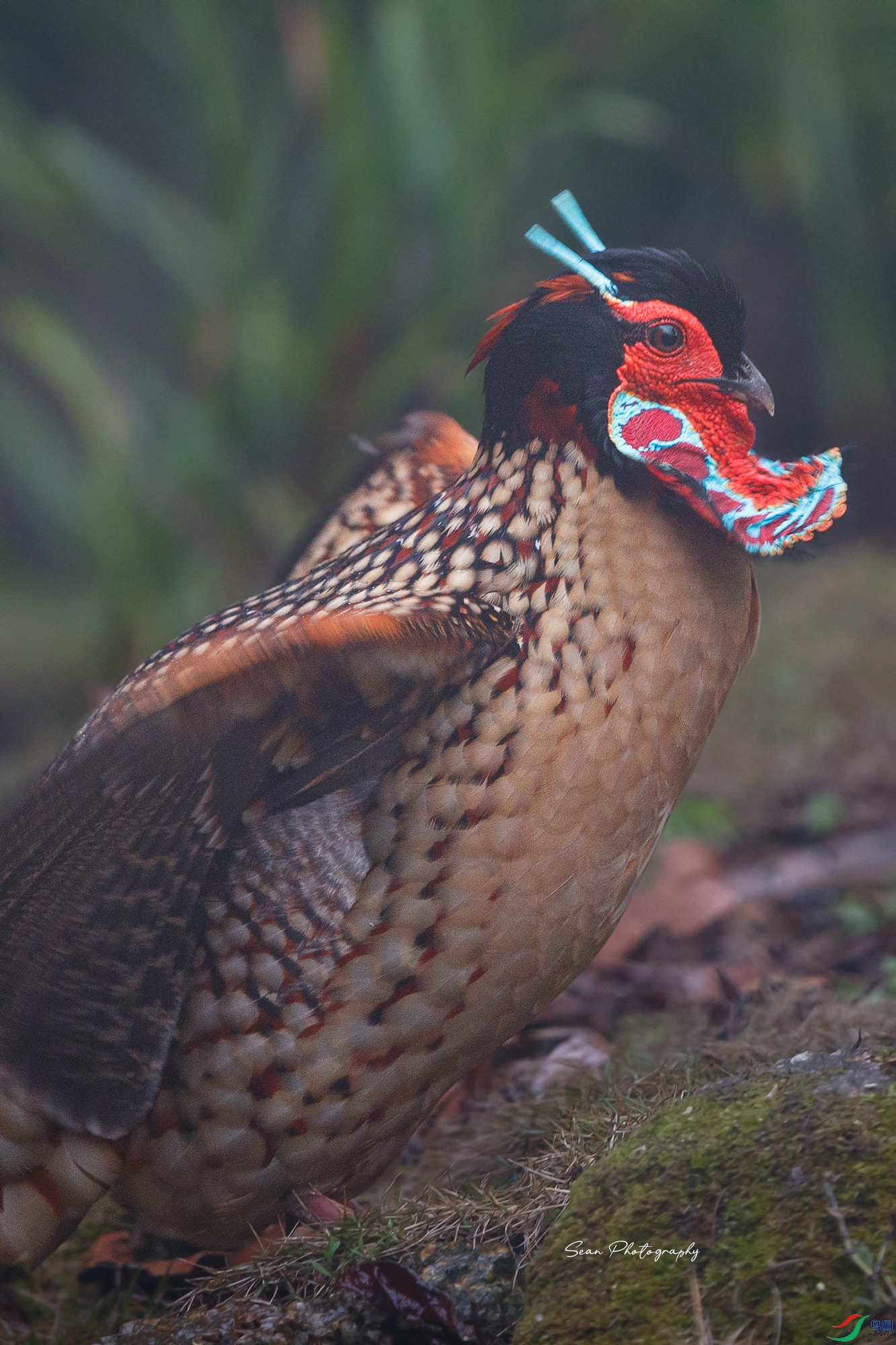 �Ƹ��������