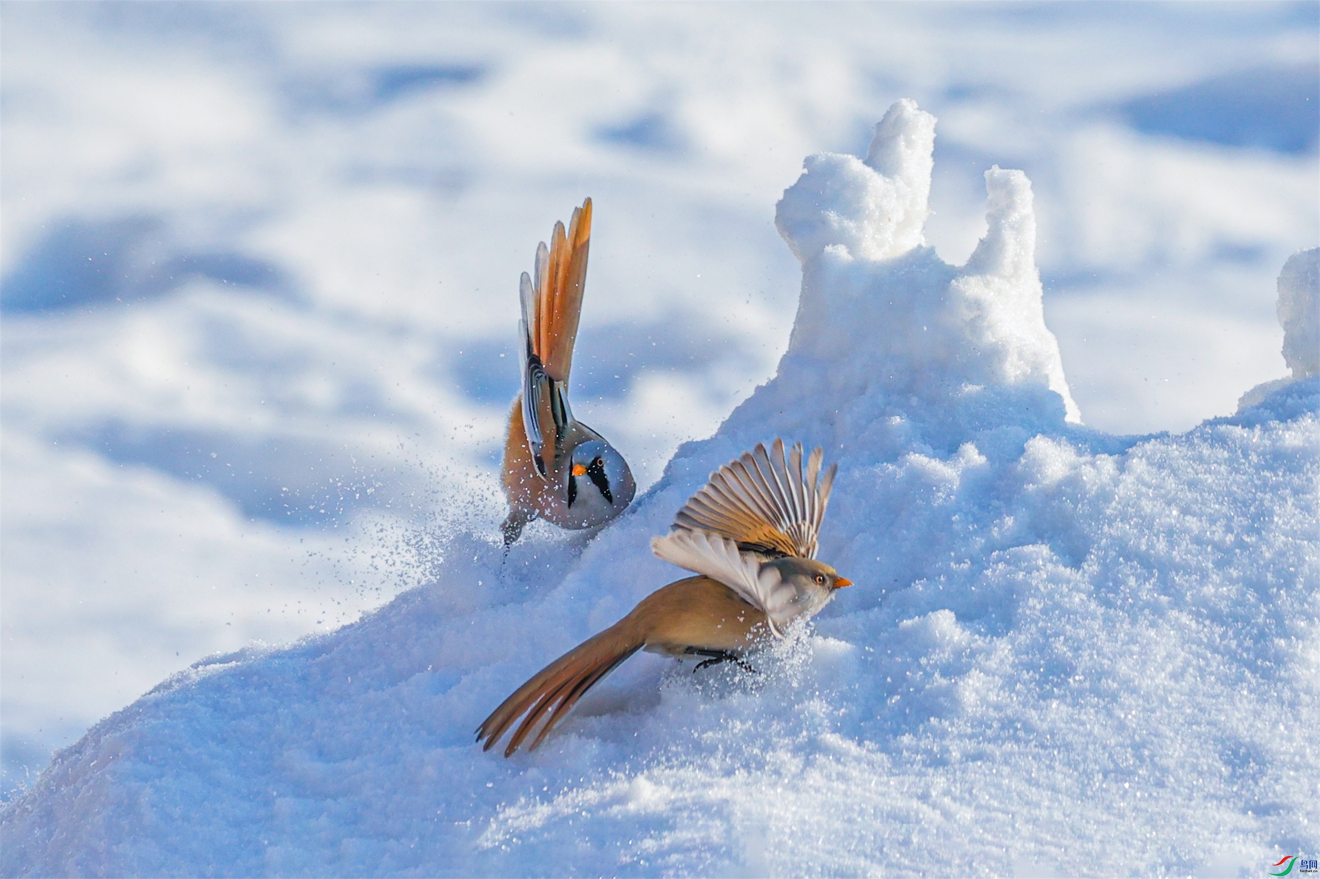 1K3A0025 ����1.jpg