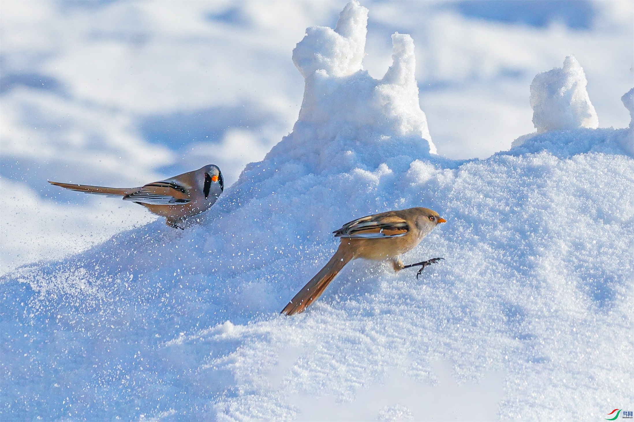 1K3A0026 ����1.jpg