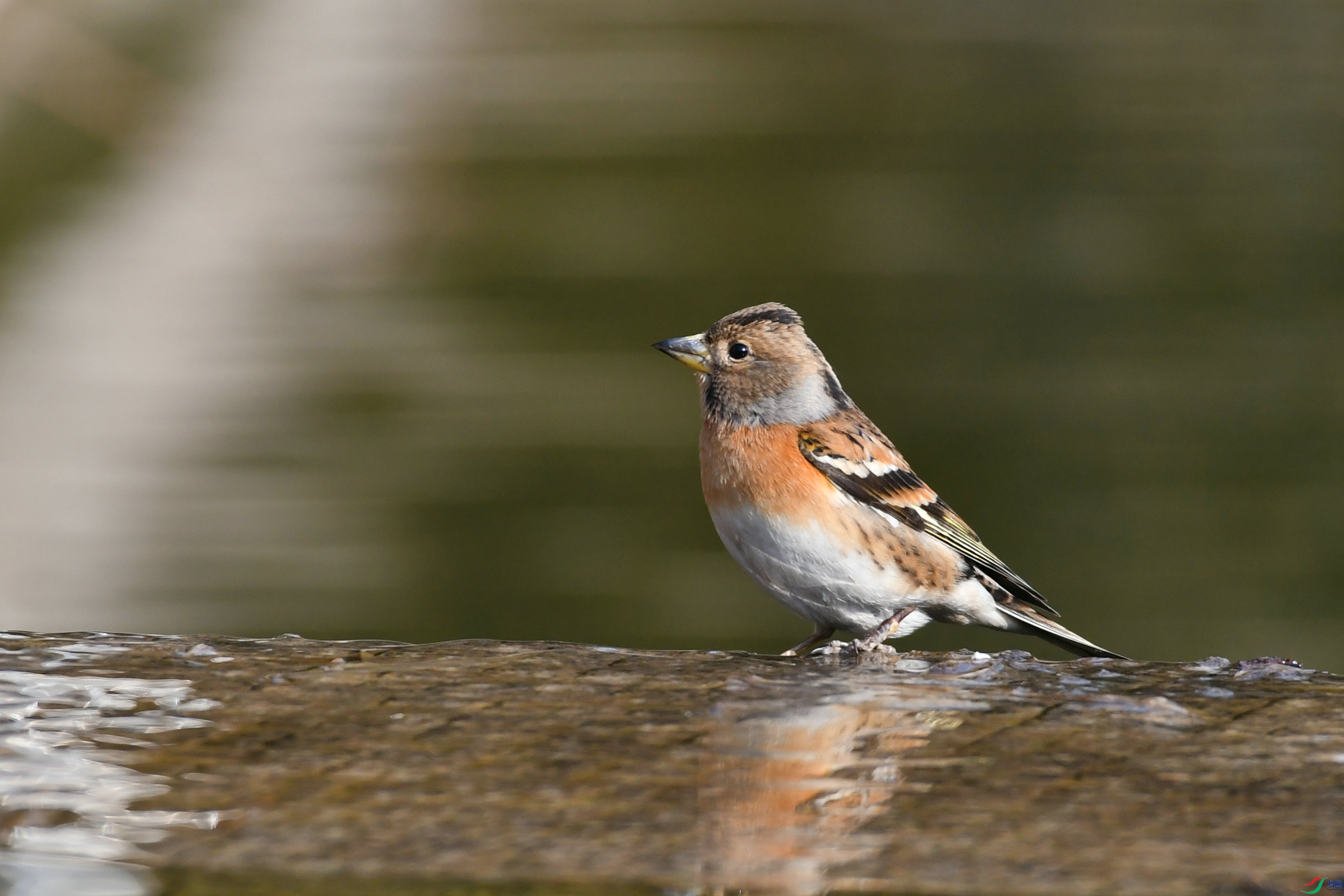 DSC_1774.JPG