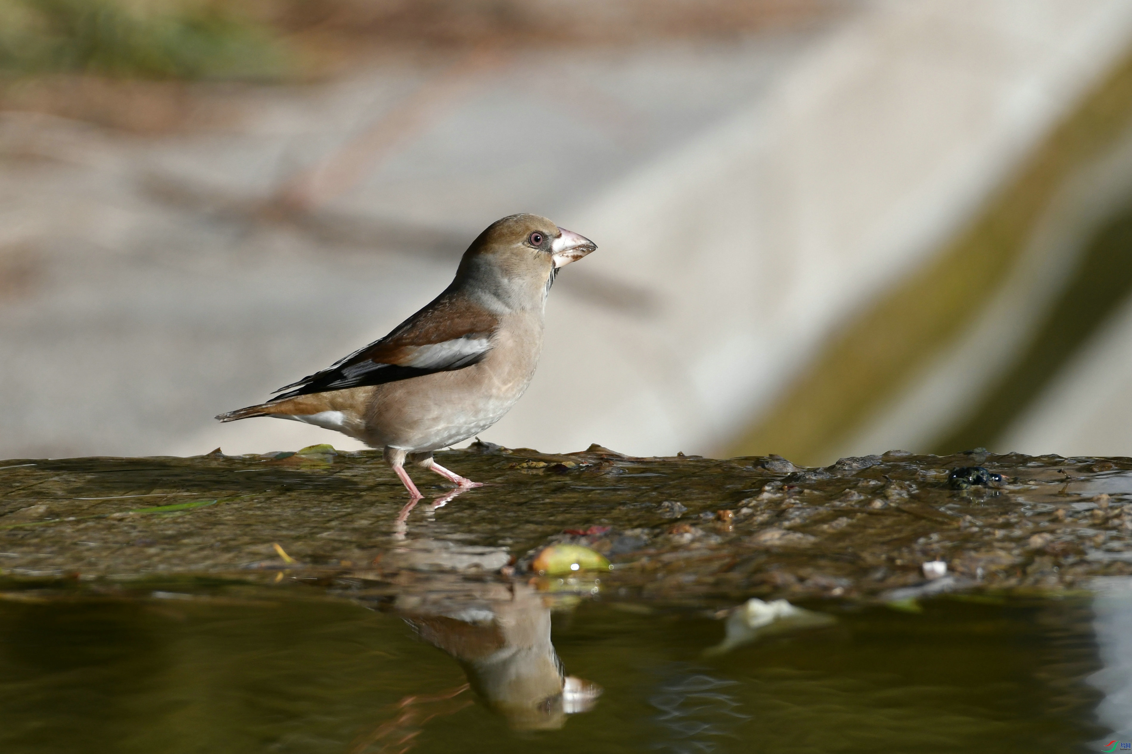 DSC_2601.JPG