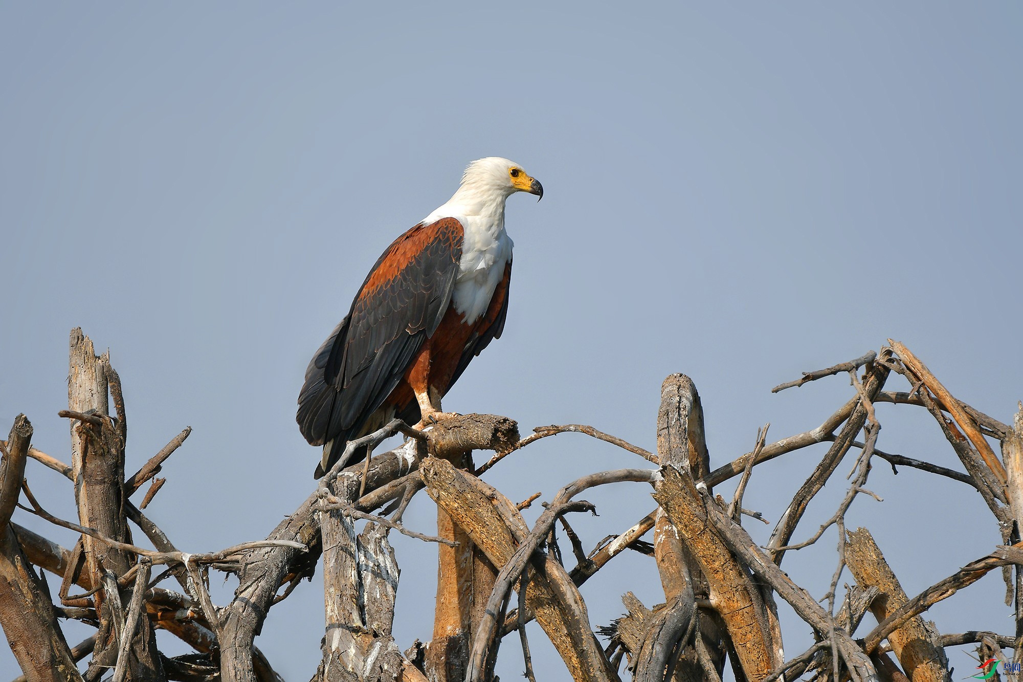 DSC_8870_c.jpg