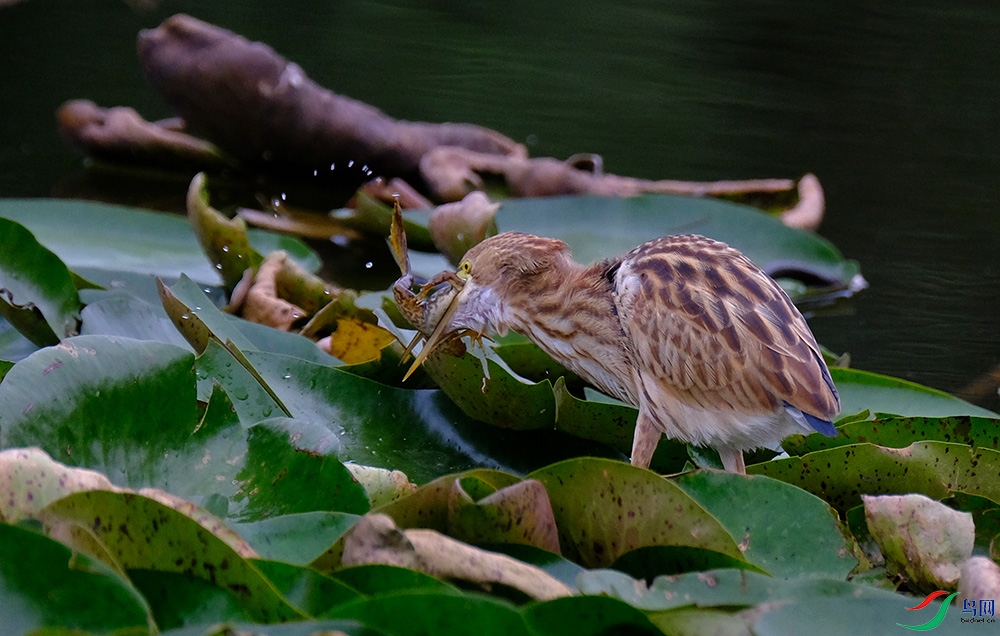 DSCF1080.1.jpg