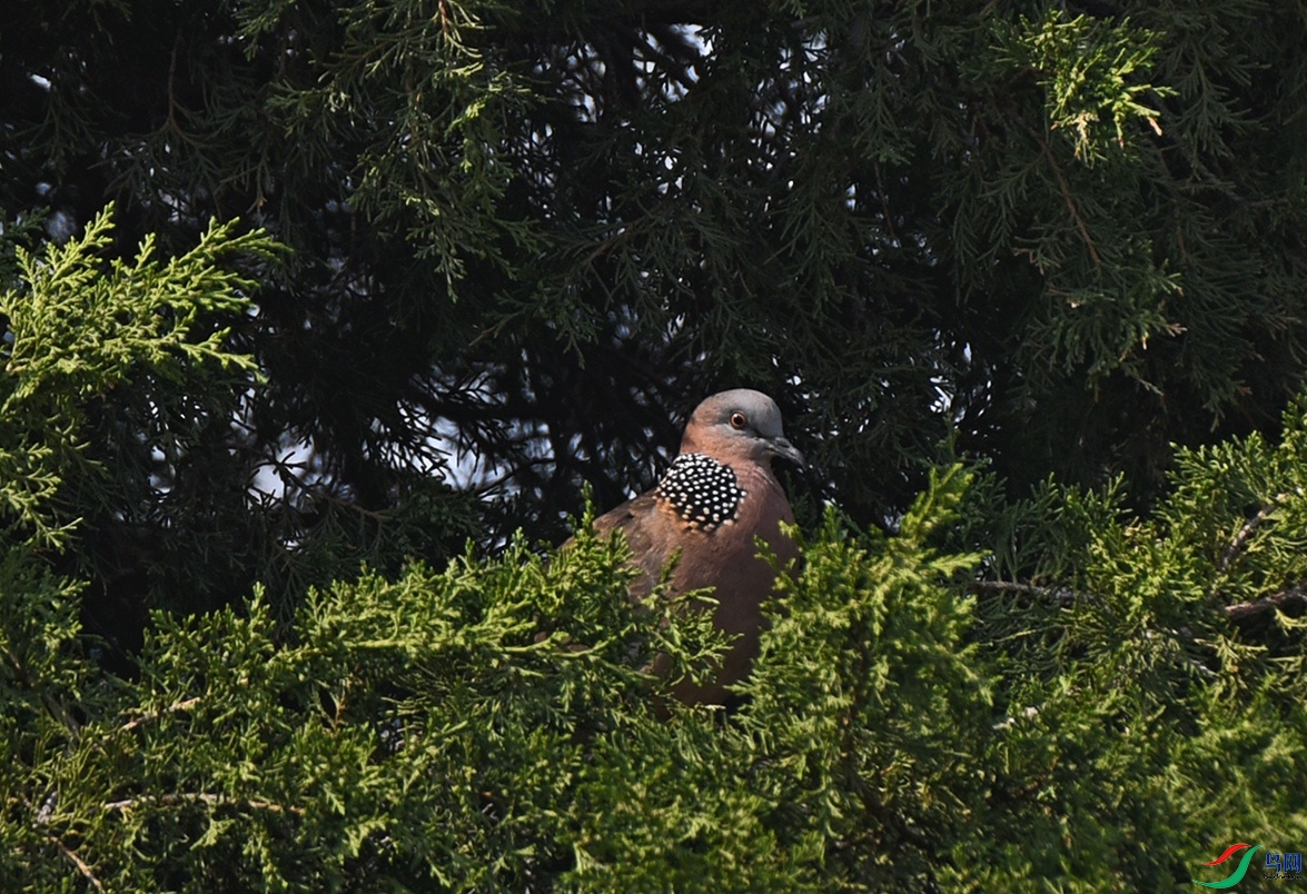 DSC_74462.jpg