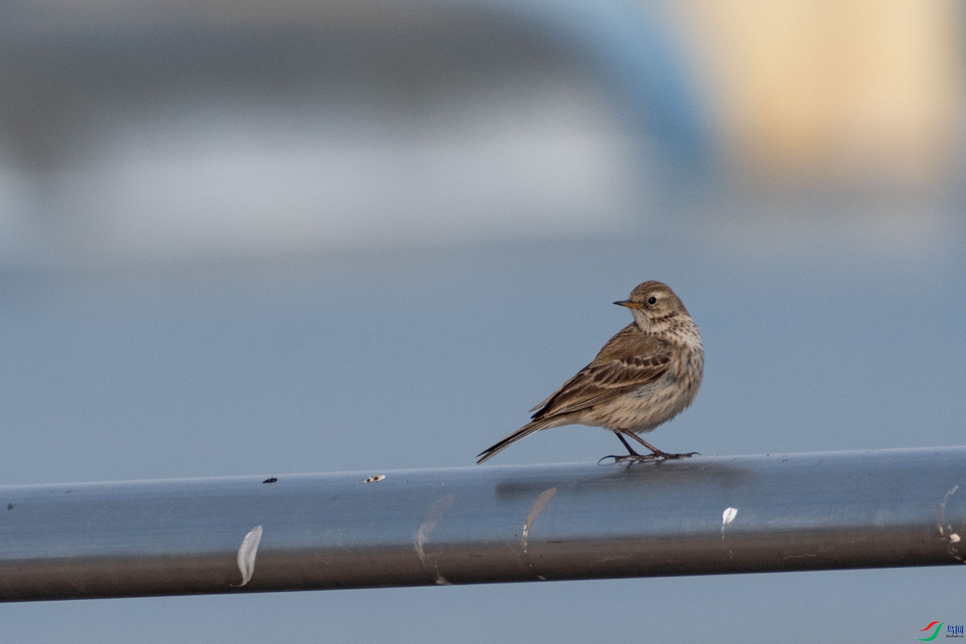 DSC_9746.jpg