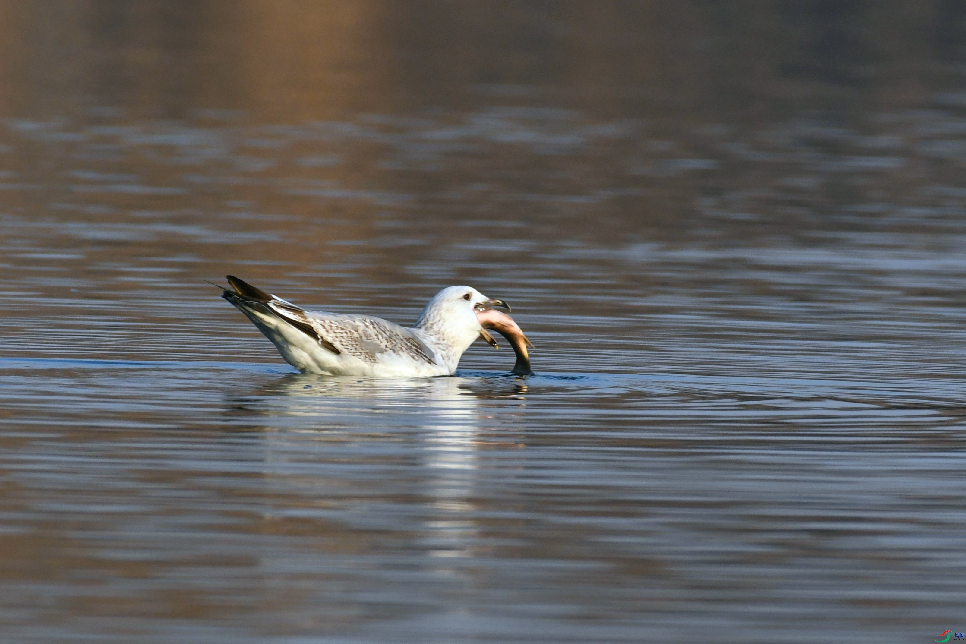 DSC_0922.JPG